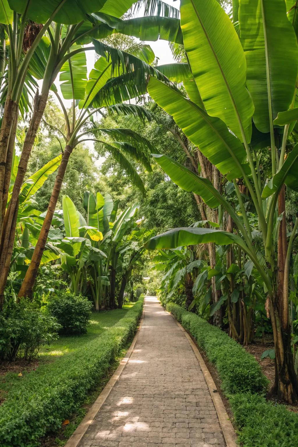 Create a breathtaking entrance with banana trees lining your garden path.