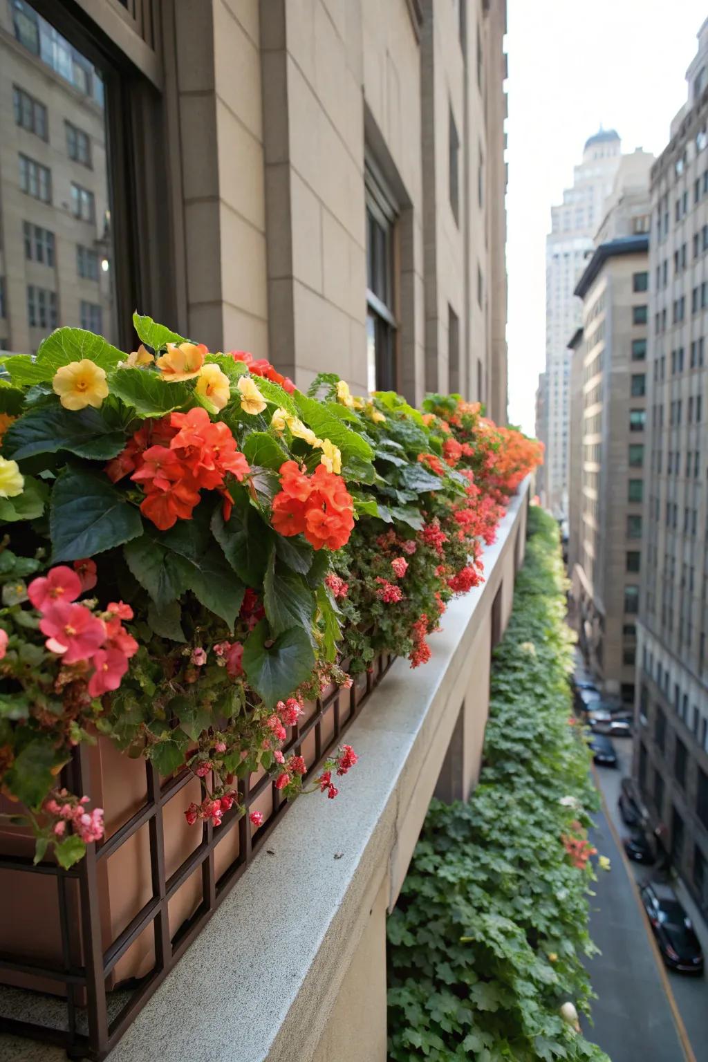 Begonias bring a vivid splash of color to shaded window boxes.