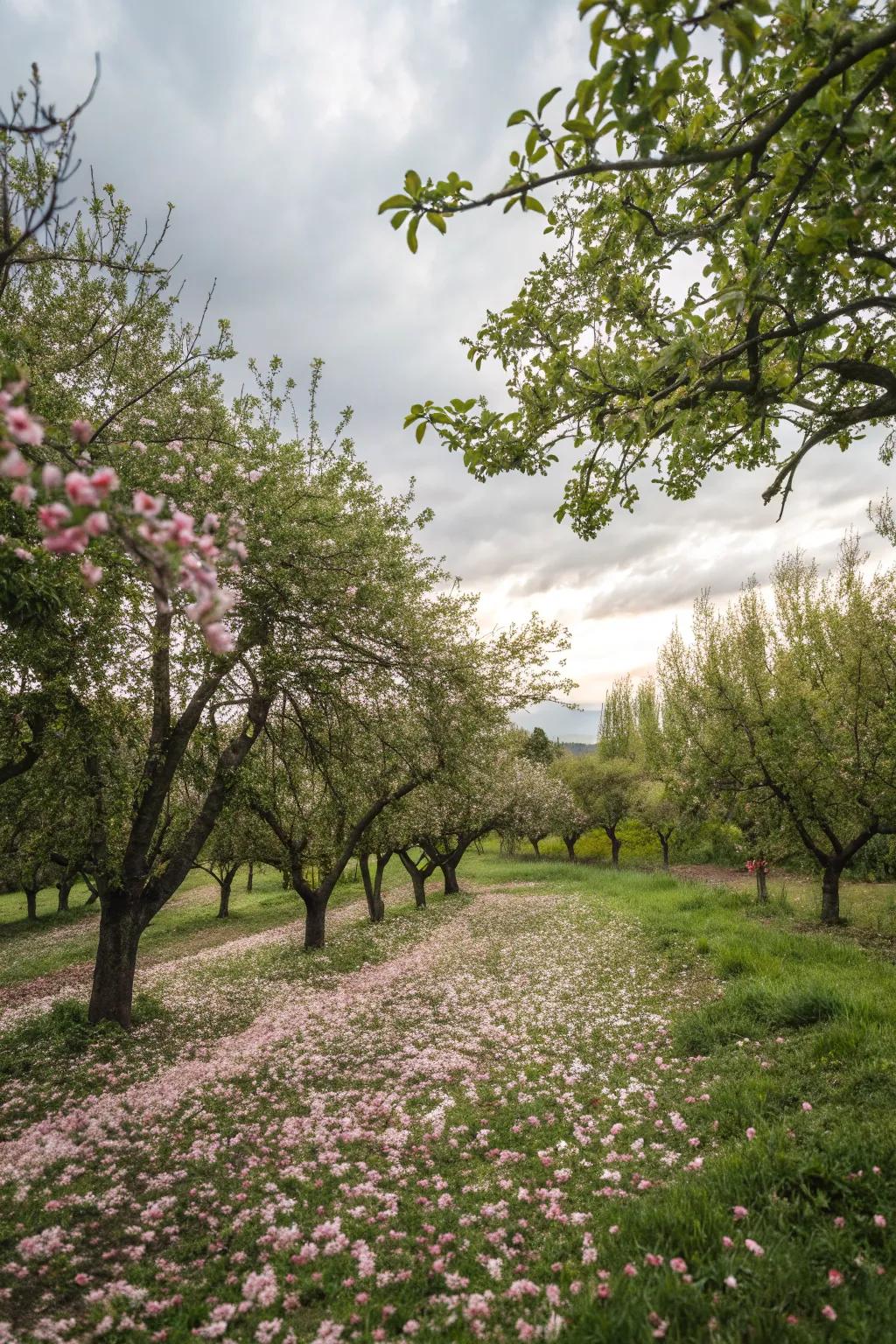 Edible trees offering beauty and bounty.