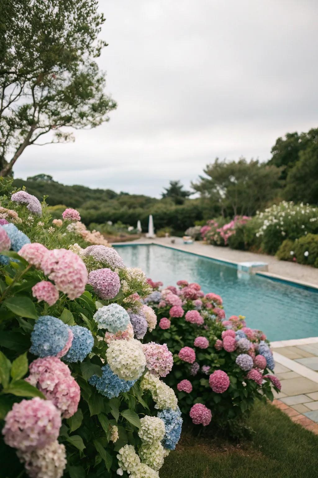 Hydrangeas provide a dramatic floral display poolside.