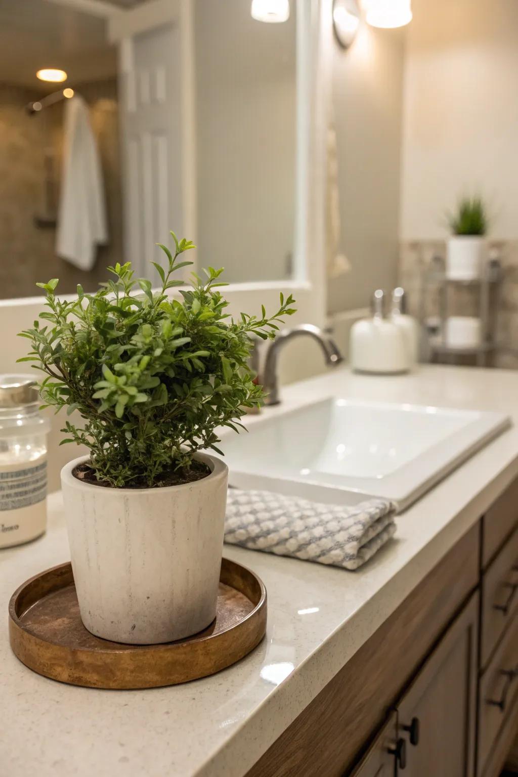 A touch of greenery can transform your bathroom into a refreshing oasis.