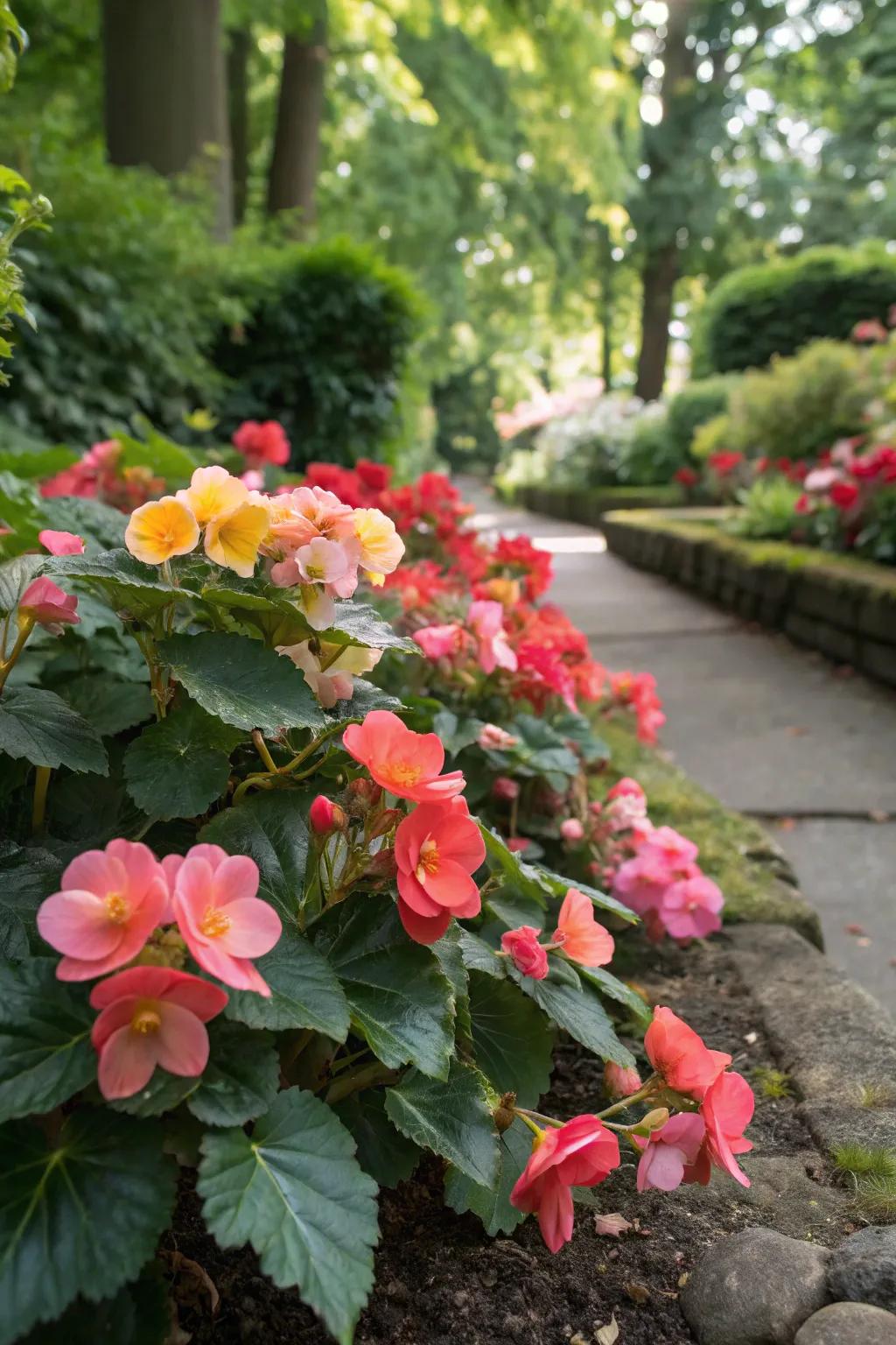 Begonias are perfect for adding color to shaded garden areas.