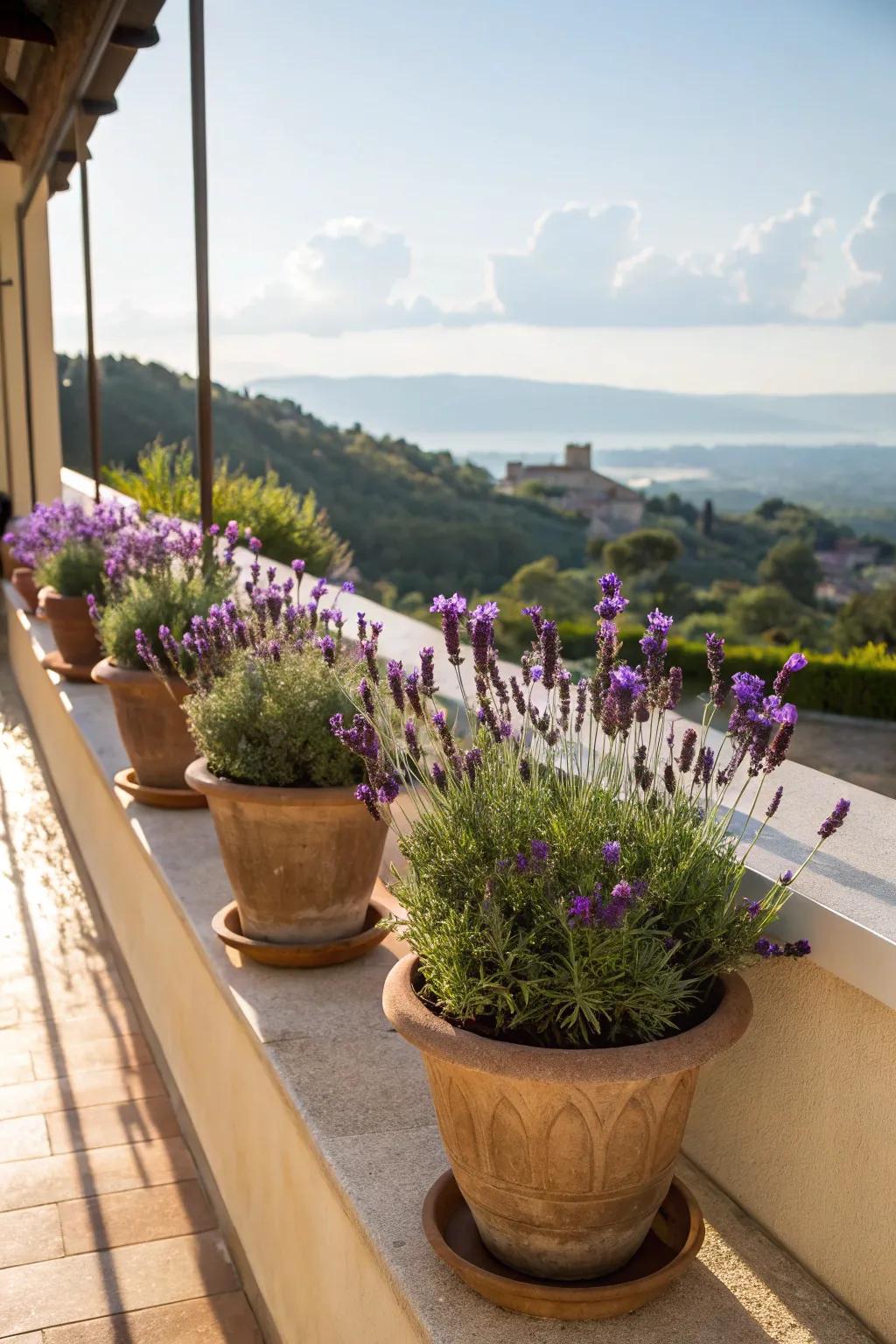 Lavender plants bringing a calming ambiance to the balcony.