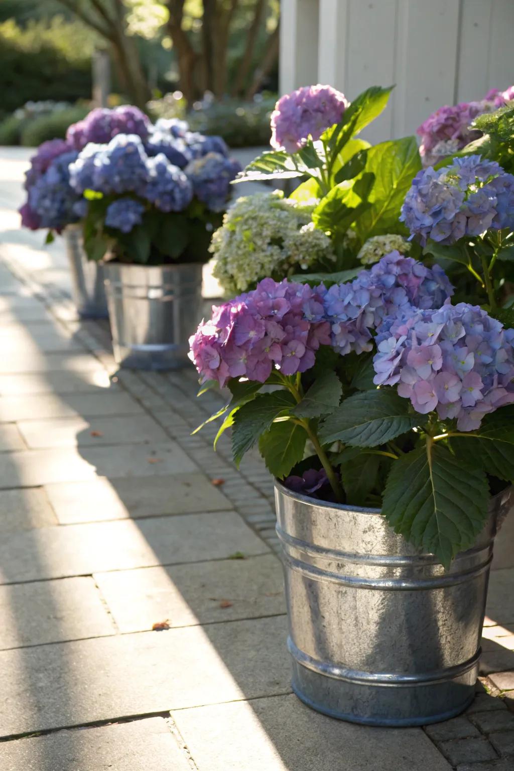 Metallic pots giving potted hydrangeas a touch of glamour.