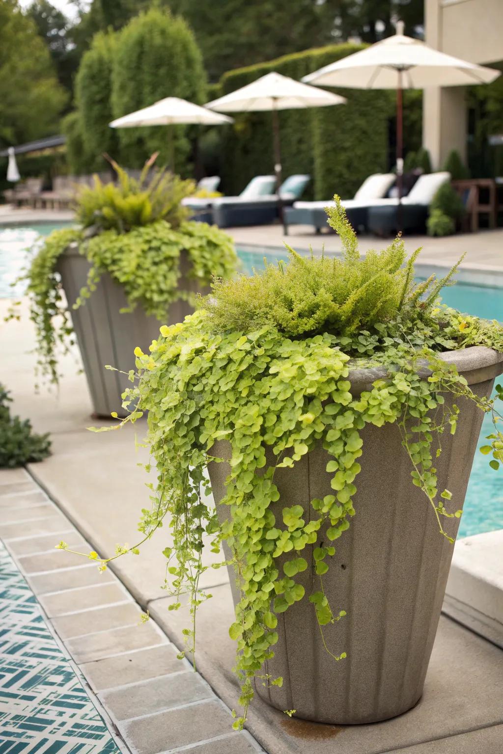 Creeping Jenny adds a vibrant, cascading effect to containers.