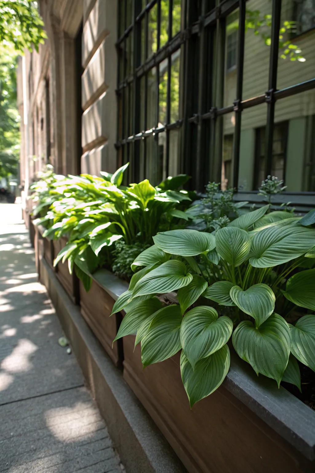 Hostas deliver elegant foliage for a lush, green display.