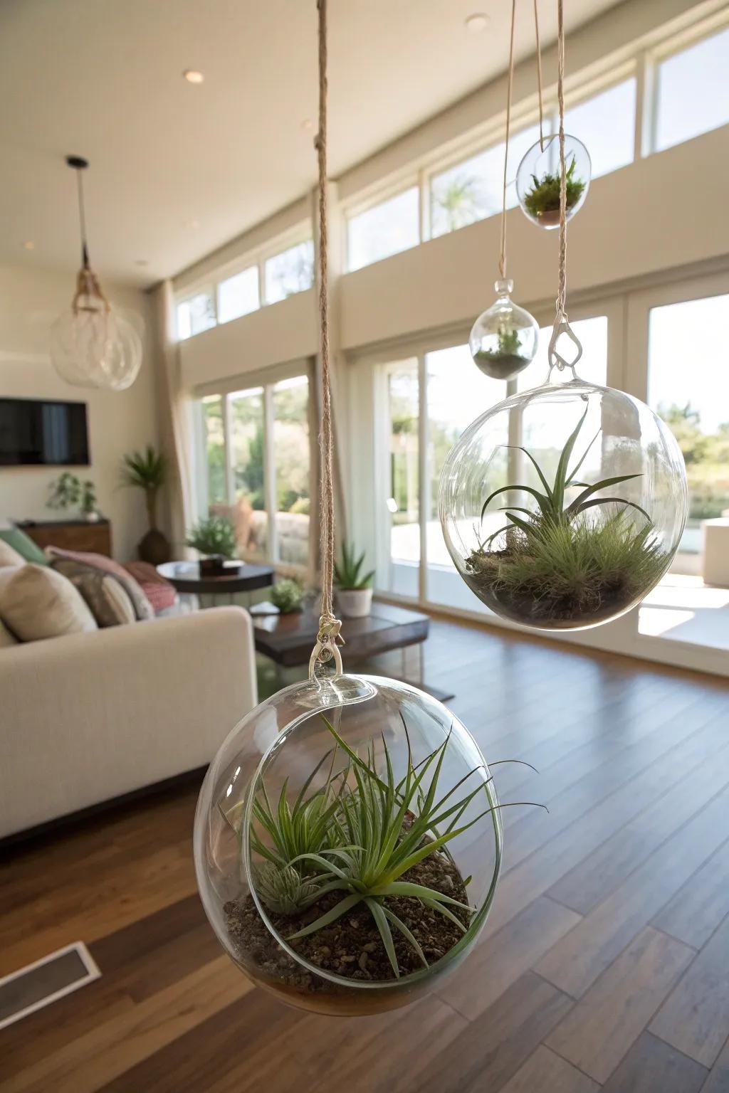 Air plants offering a modern and playful decor touch.