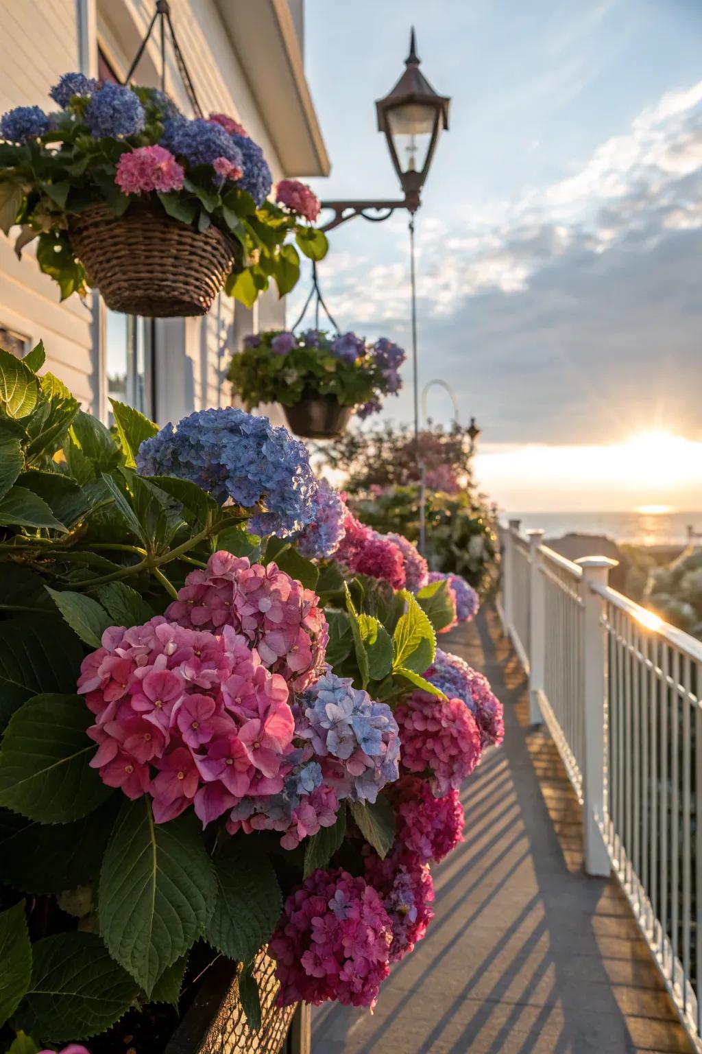 Hydrangeas creatively displayed in hanging baskets on a balcony.