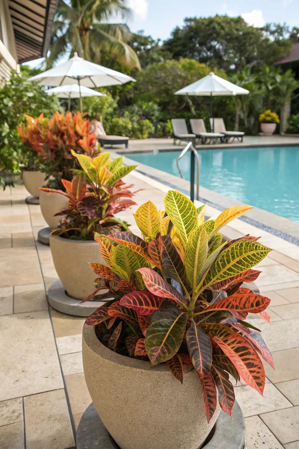 Crotons offer year-round color with their stunning foliage.