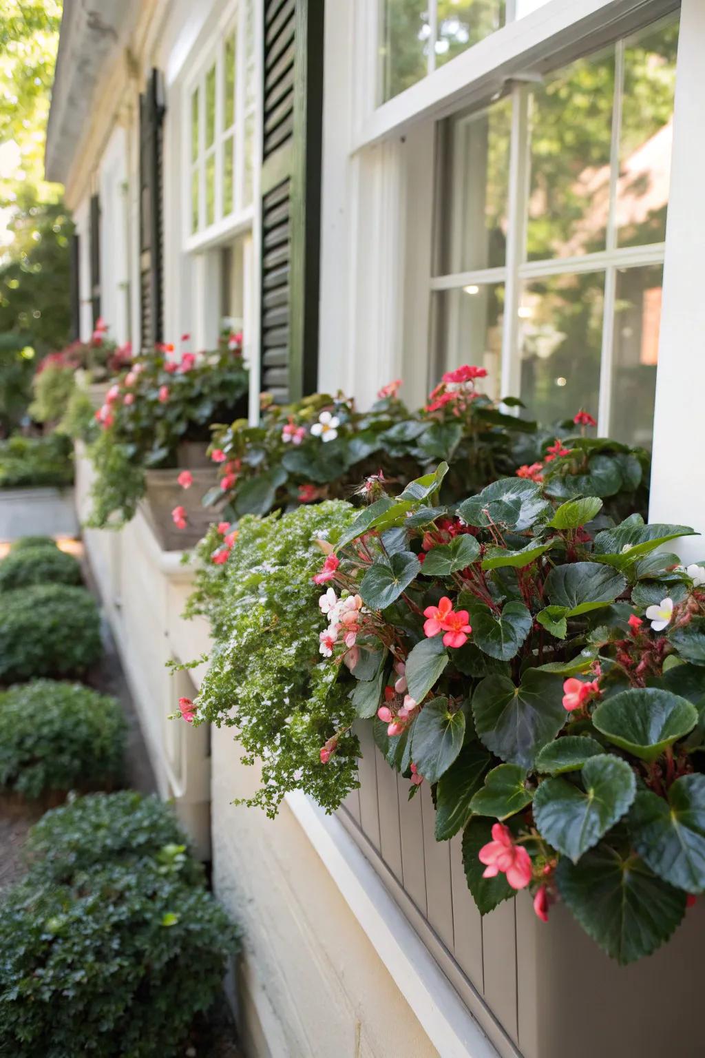 Wax begonias offer glossy appeal and continuous blooms.