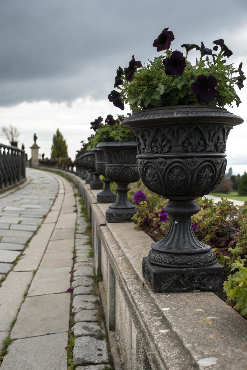 Gothic-style pots with black petunias