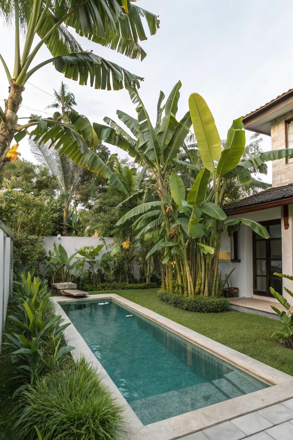 Create your own tropical retreat with poolside banana trees.