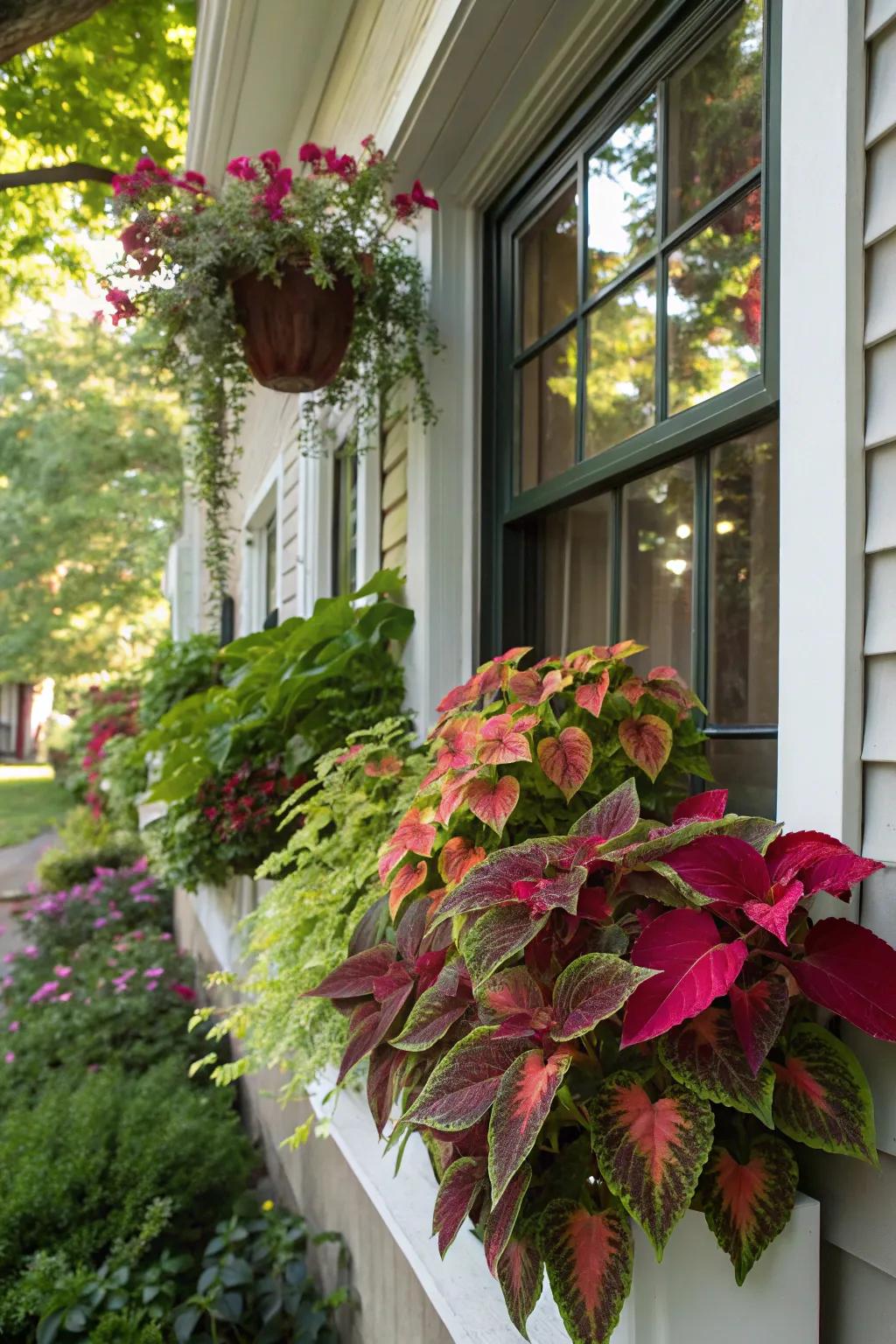 Coleus adds vibrant leaf colors for a striking window box.