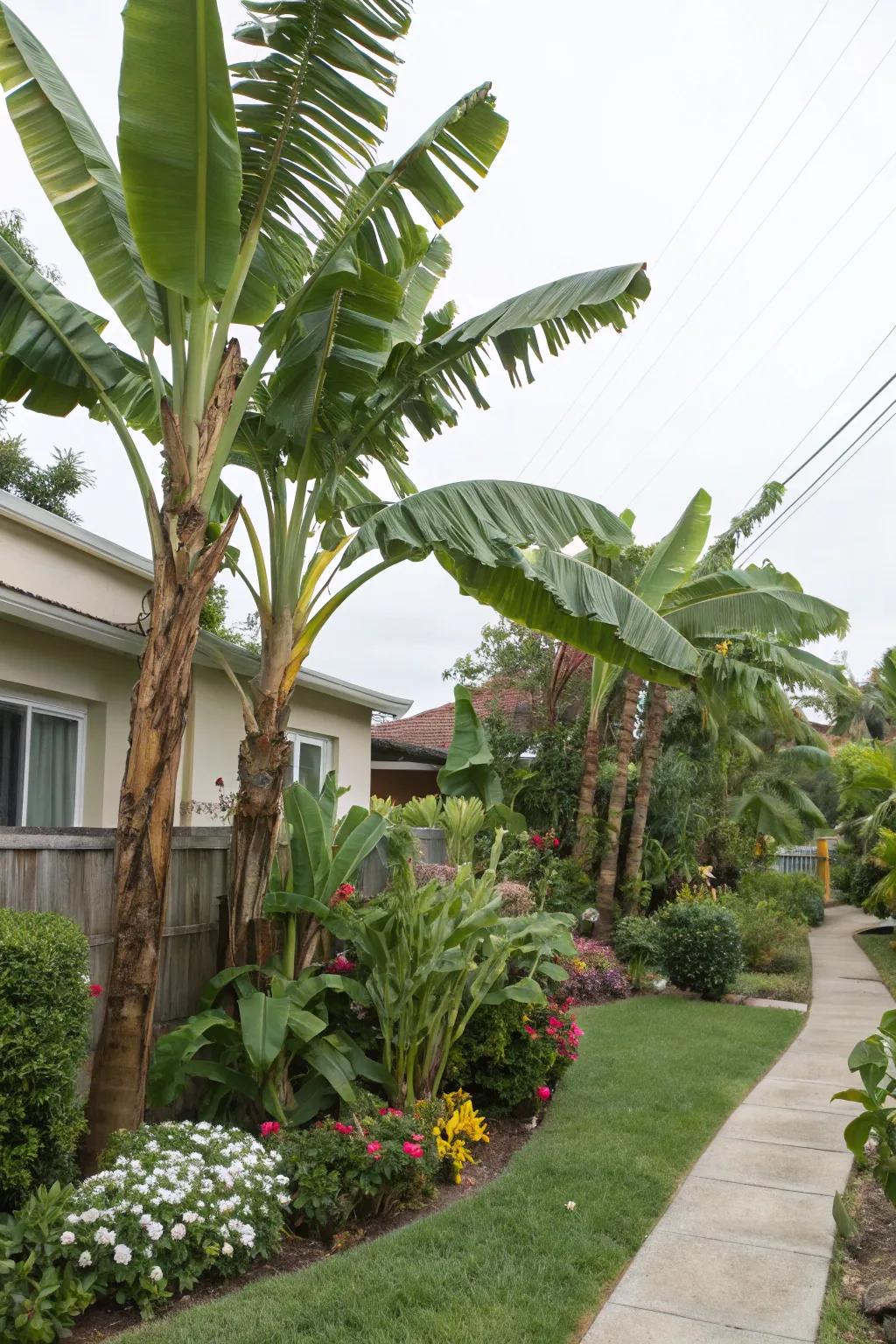 Protect your garden with banana trees as natural windbreaks.