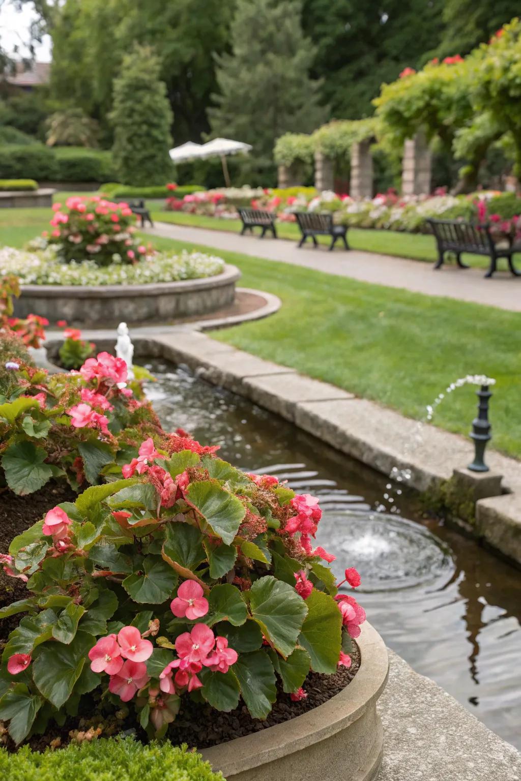 Begonias add beauty and serenity near water features.