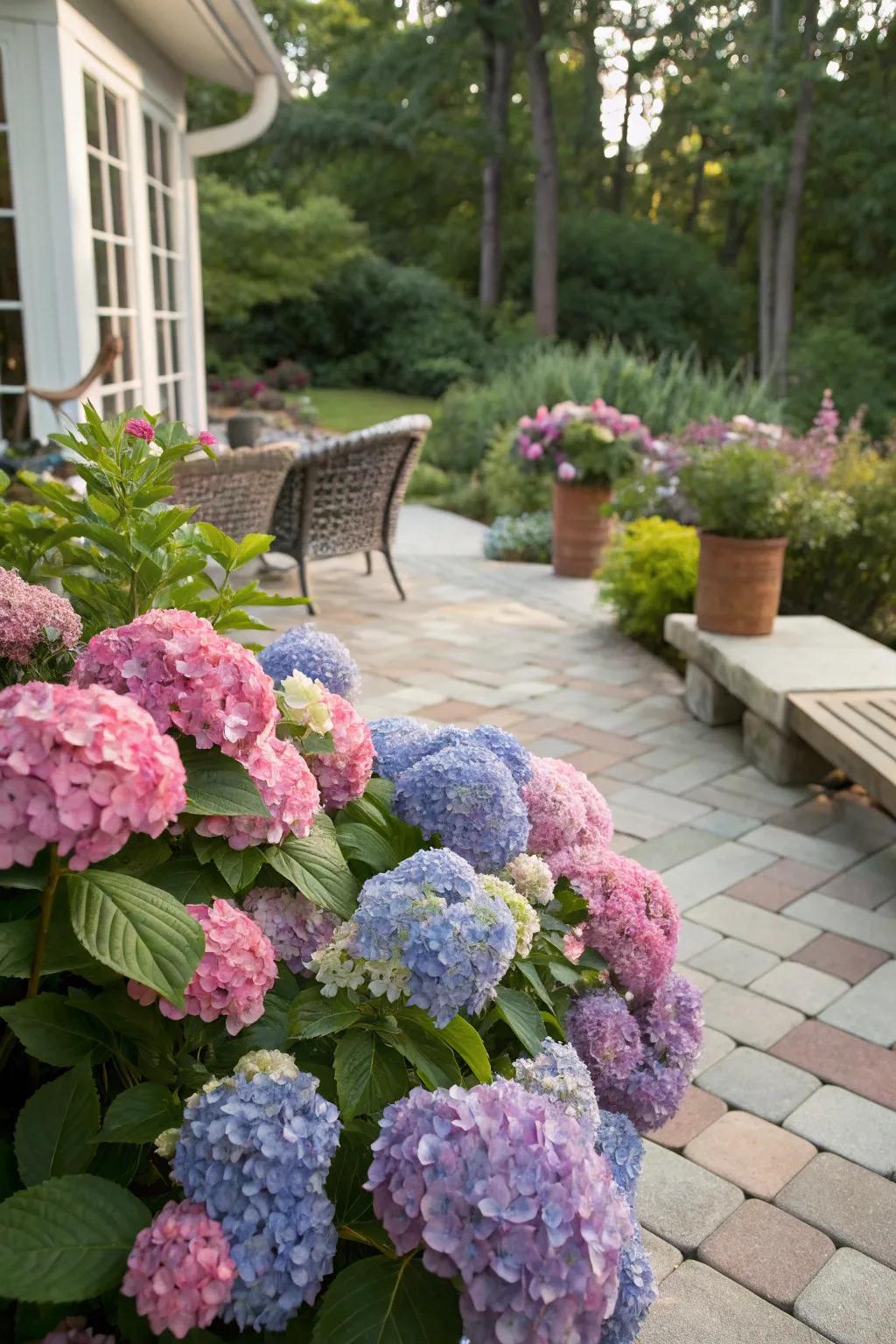 Colorful clusters of hydrangeas creating a vibrant backyard display.