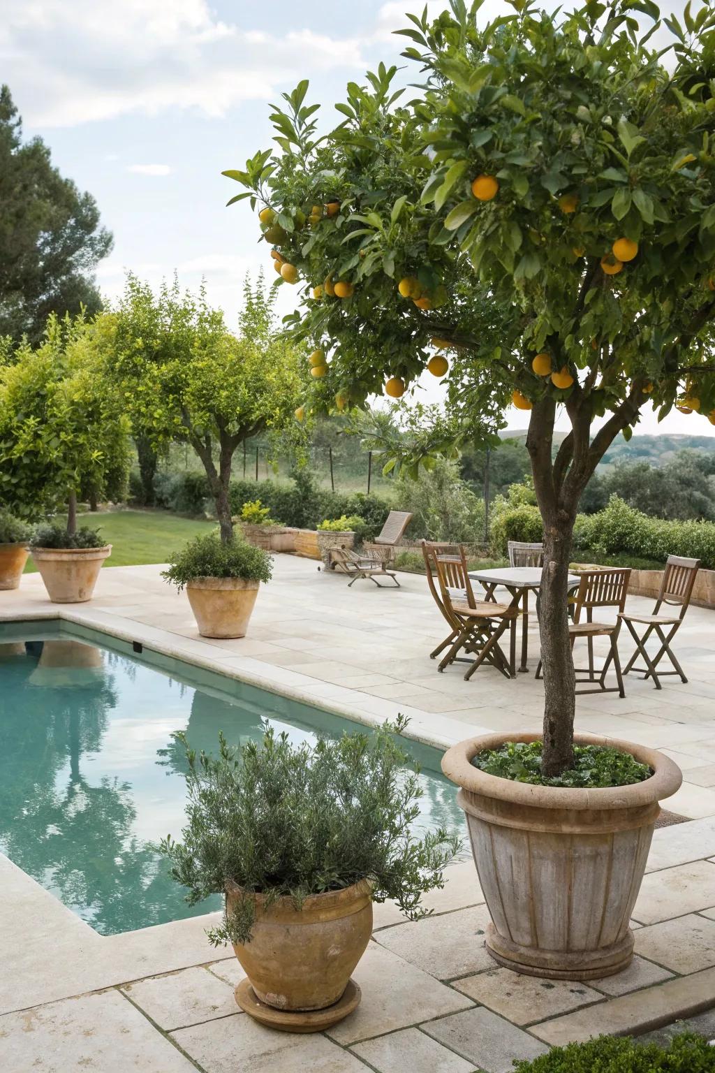 Add a refreshing touch with potted fruit trees by the pool.