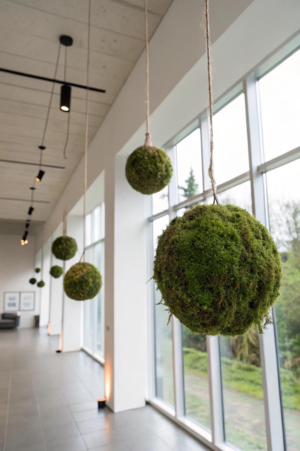 Kokedama moss balls offering a unique and artistic touch.