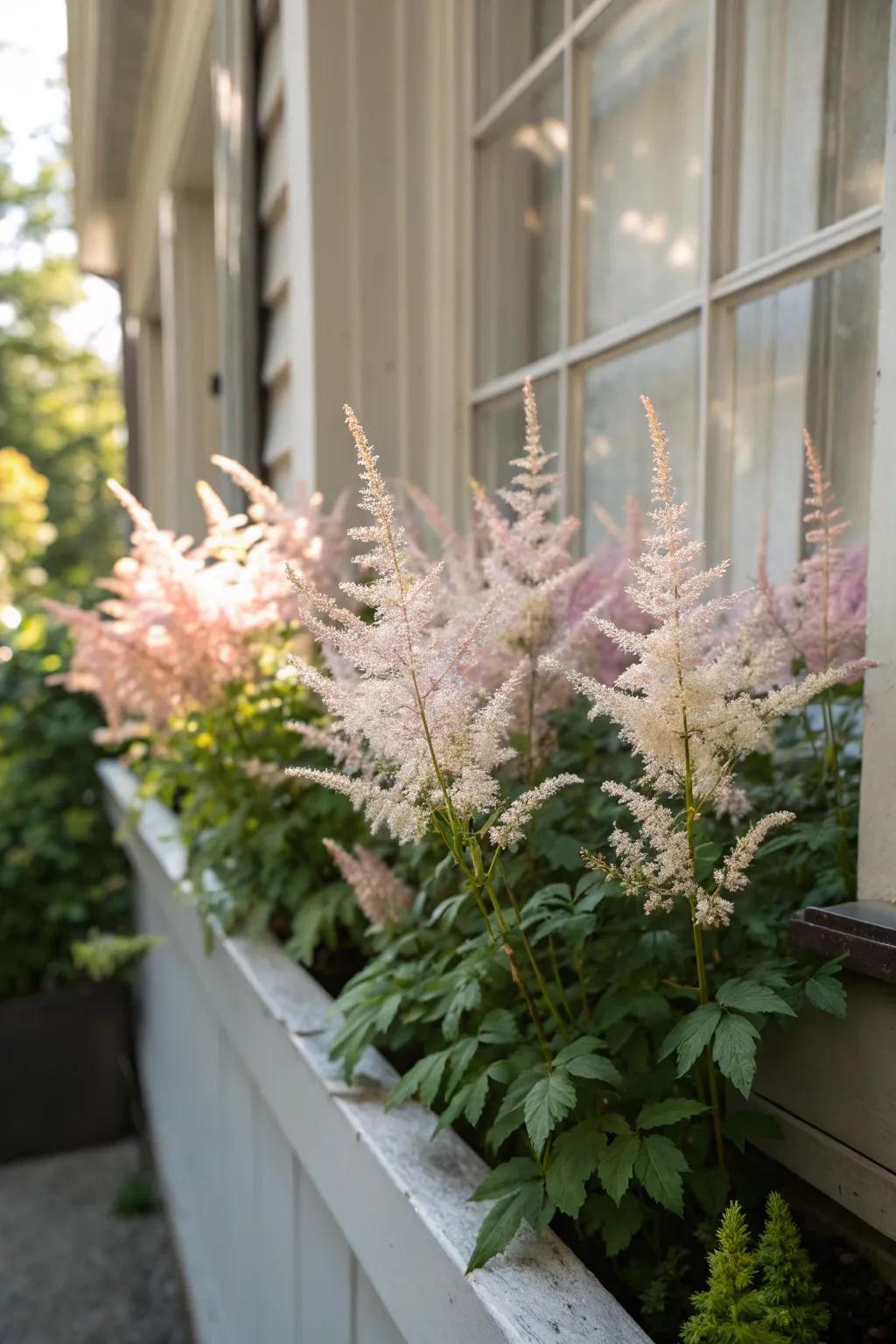 Astilbe brings feathery blooms and soft texture to window boxes.