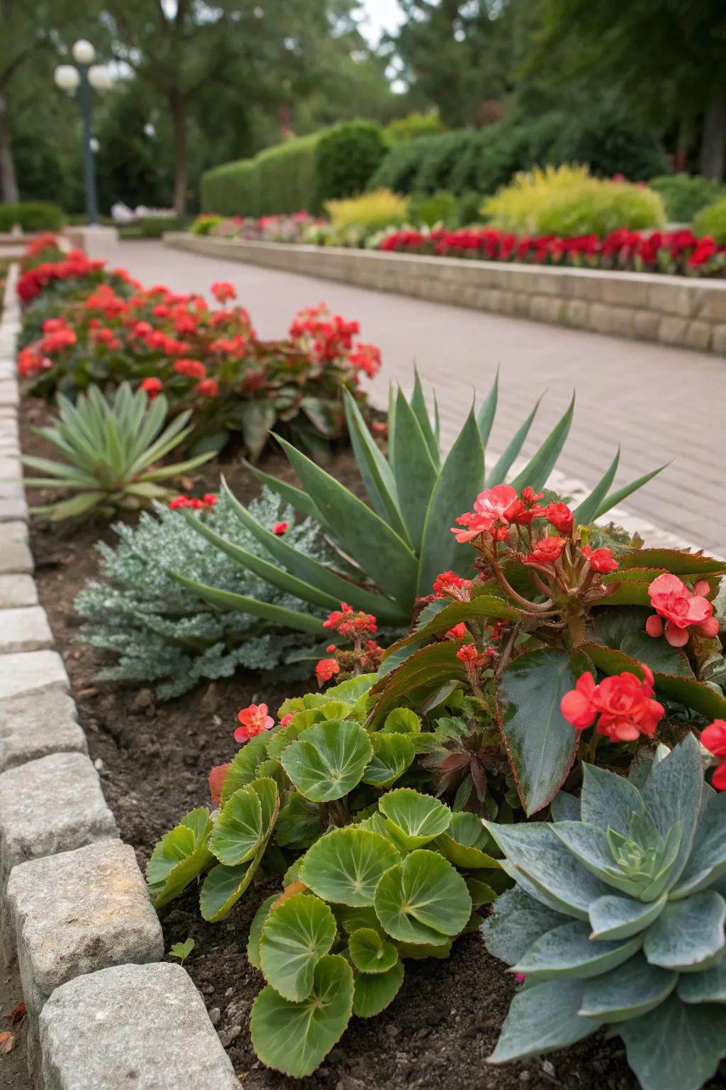 Begonias and succulents create a unique and contrasting garden display.