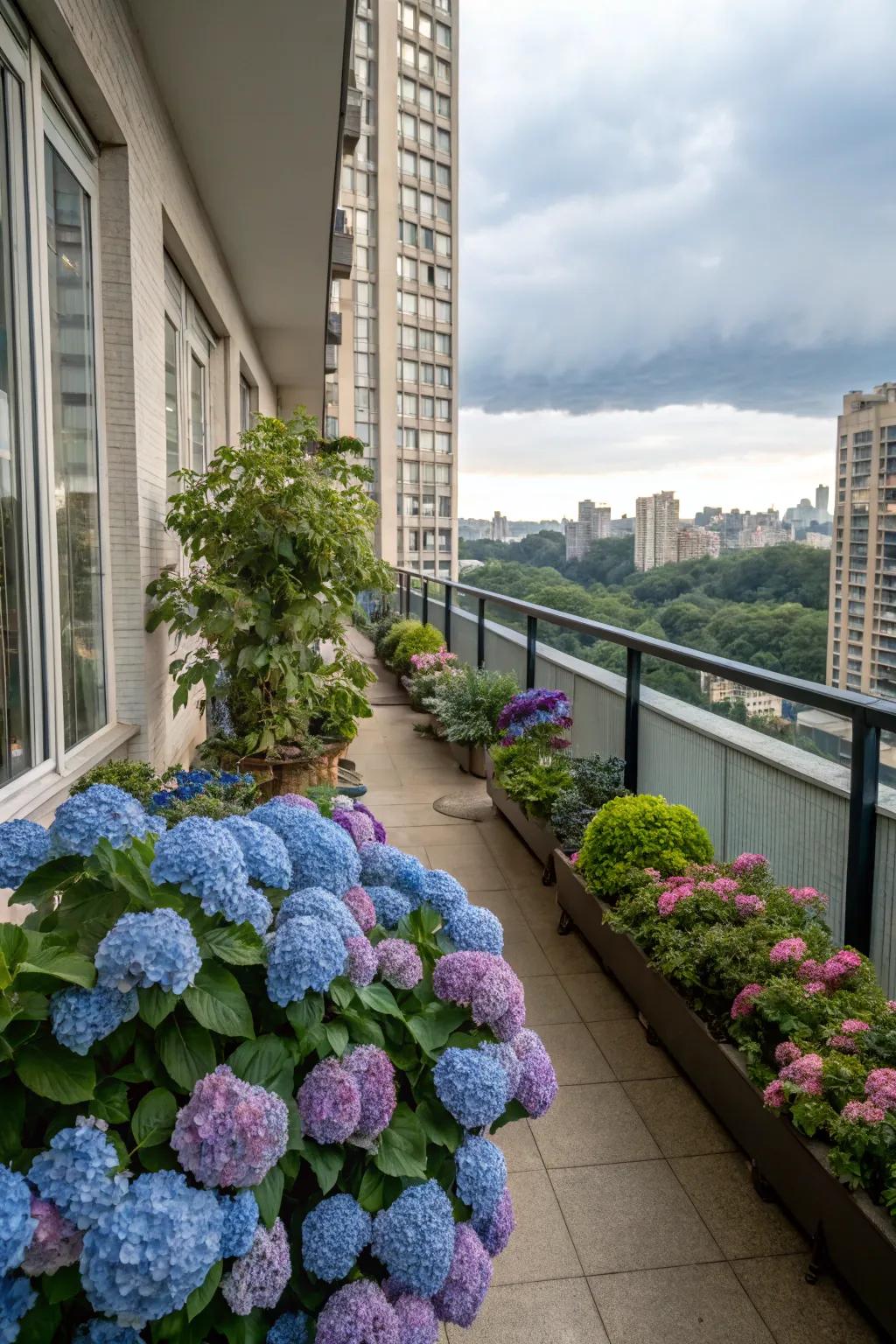 Urban balcony transformed into a lush oasis with hydrangeas.