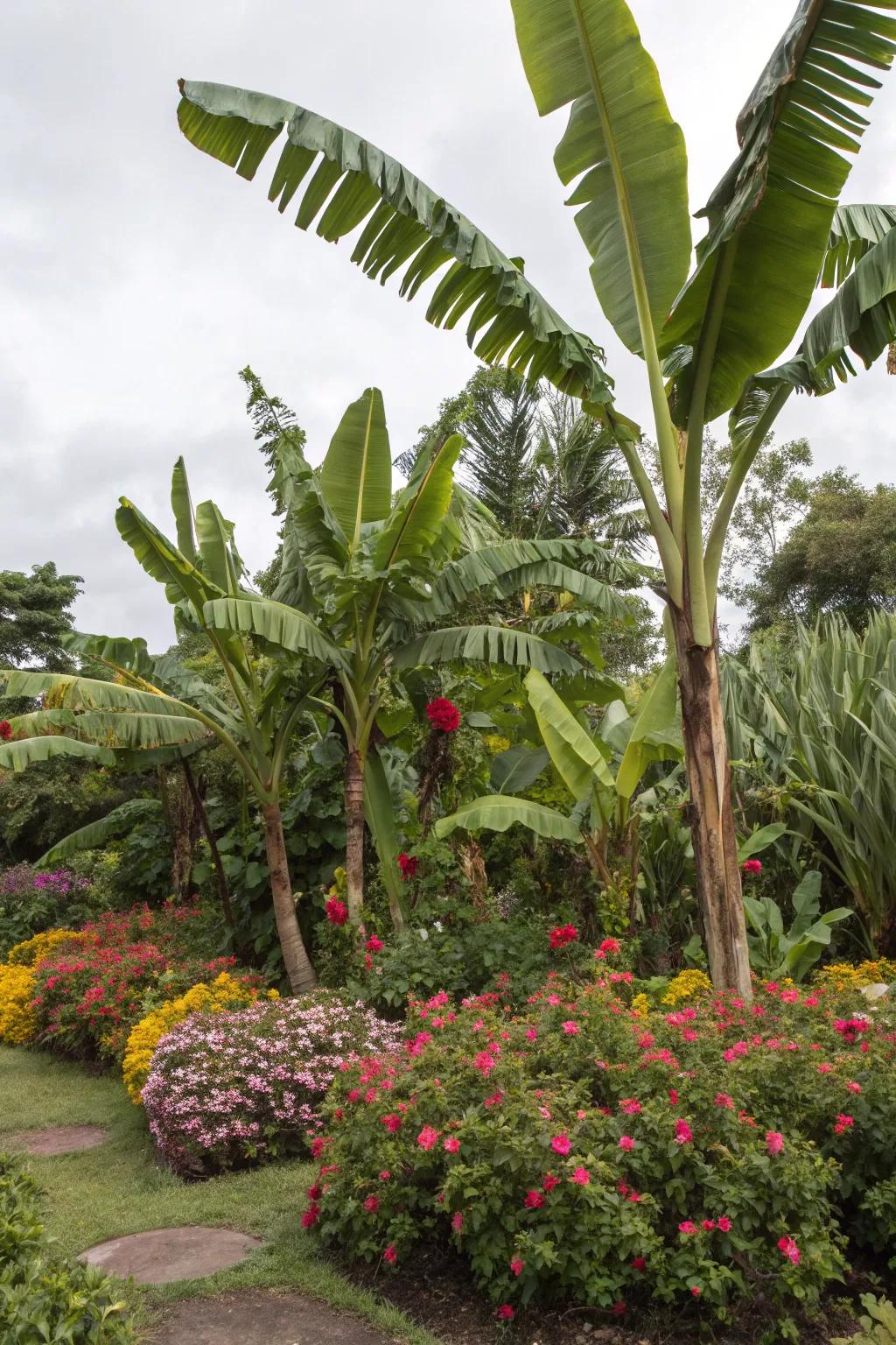 Enjoy continuous color with seasonal plants around your banana trees.