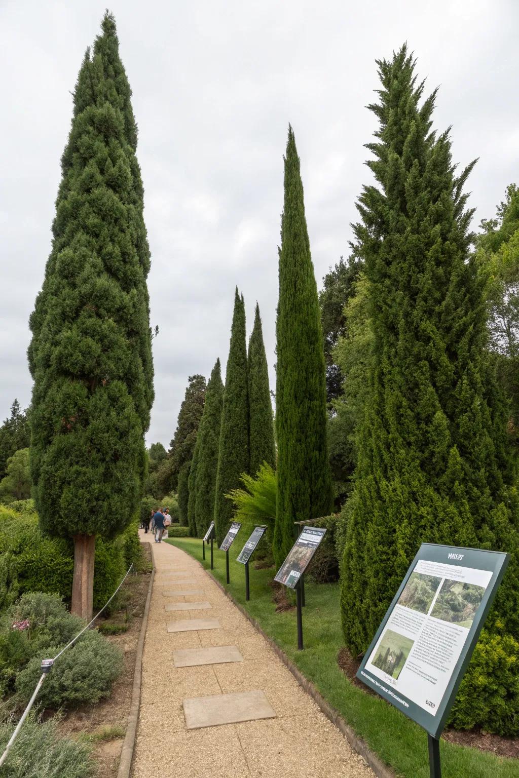 Educate and inspire with Leyland cypress as a garden feature.