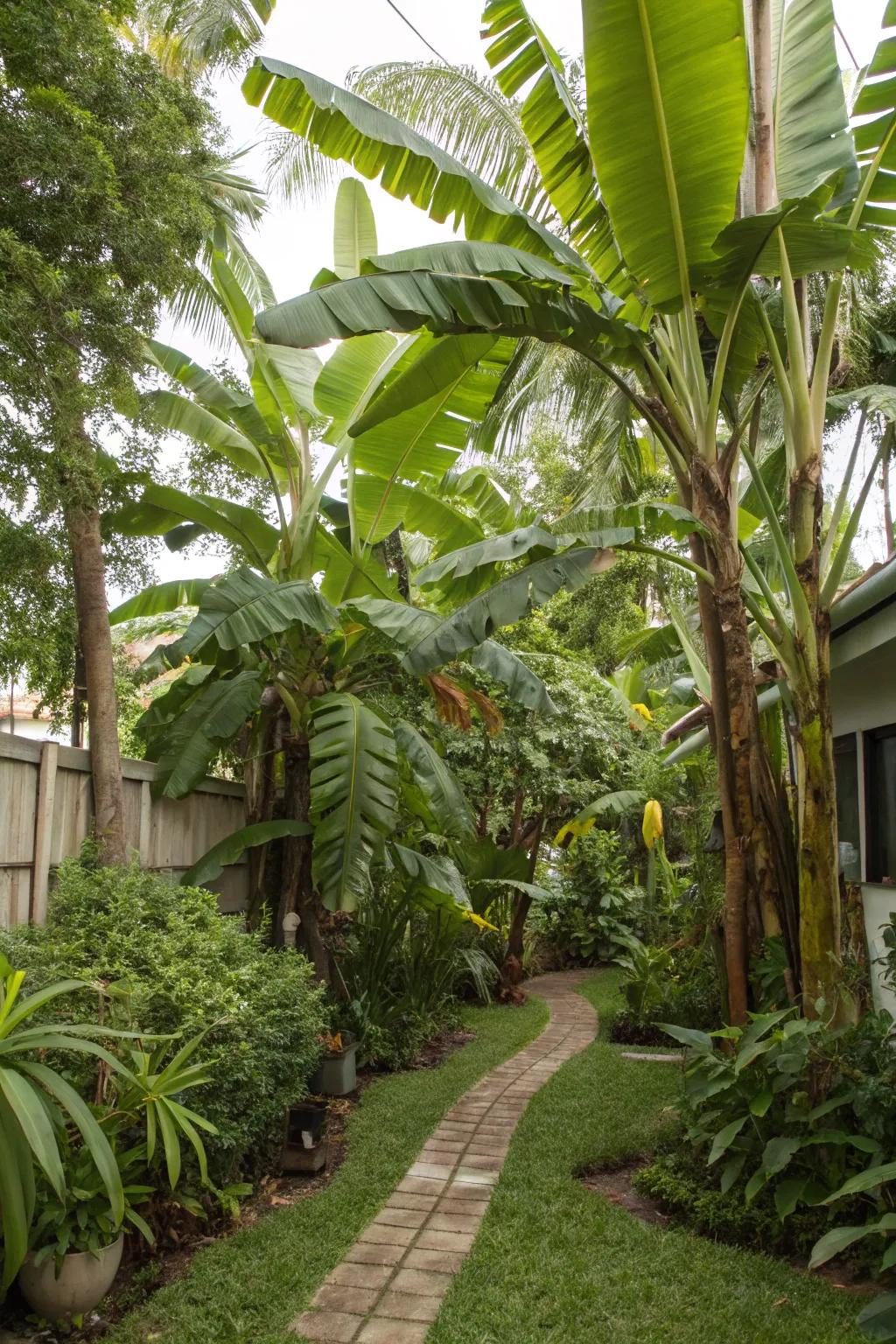 Immerse yourself in a miniature tropical forest with diverse banana trees.