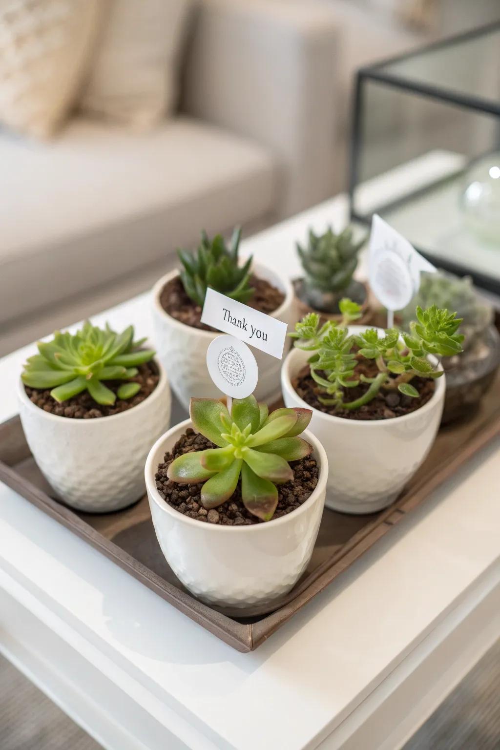 Mini succulents that bring life and charm to any space.