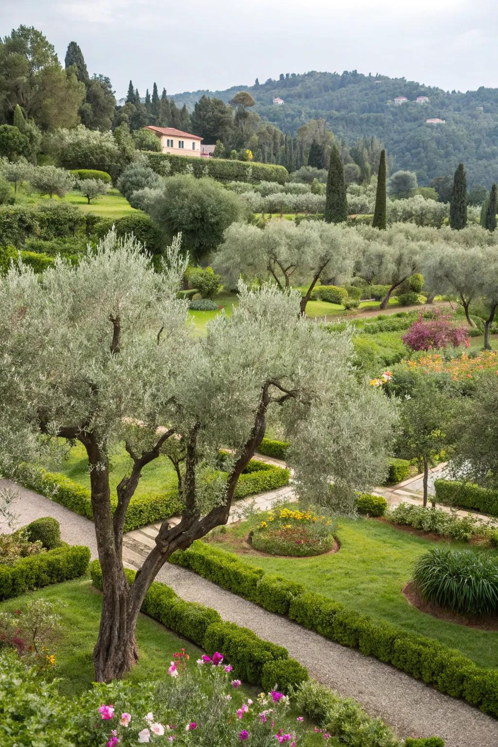 Olive trees adding Mediterranean charm to the garden.