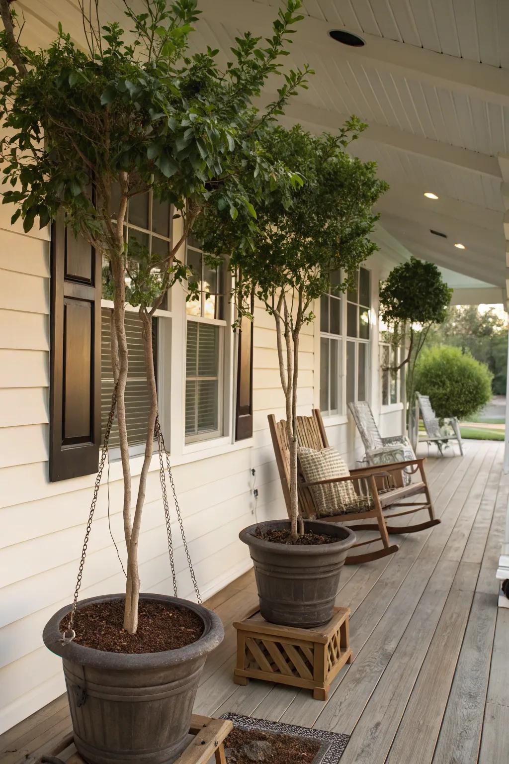 Potted shade trees offering flexible natural shade.