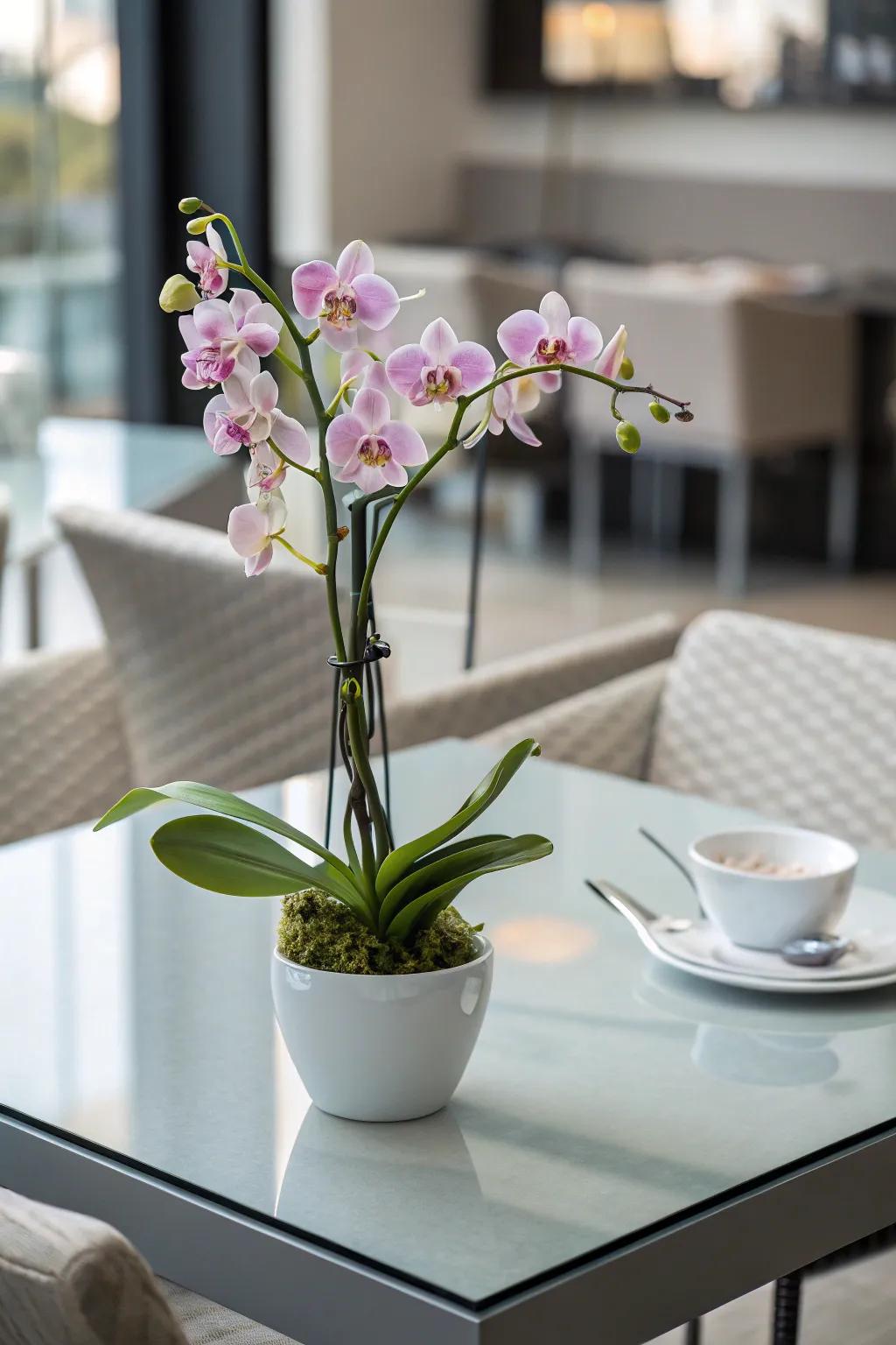 A potted orchid centerpiece adds sophistication and elegance to your table.