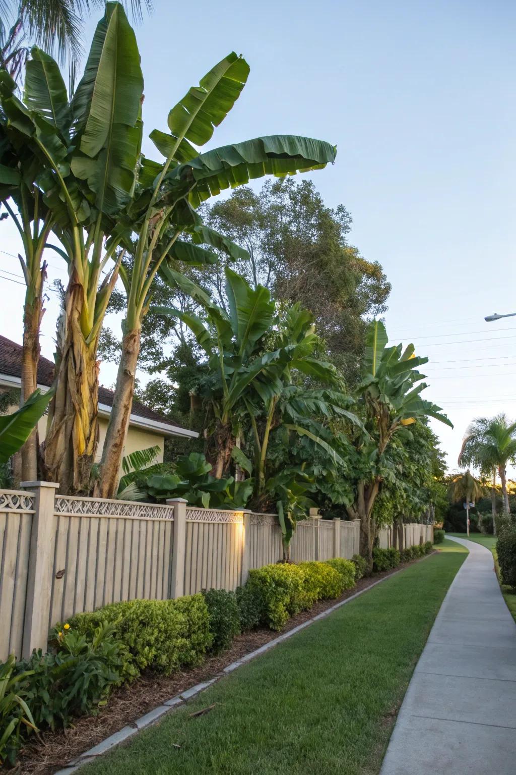 Banana trees make for beautiful natural privacy screens.