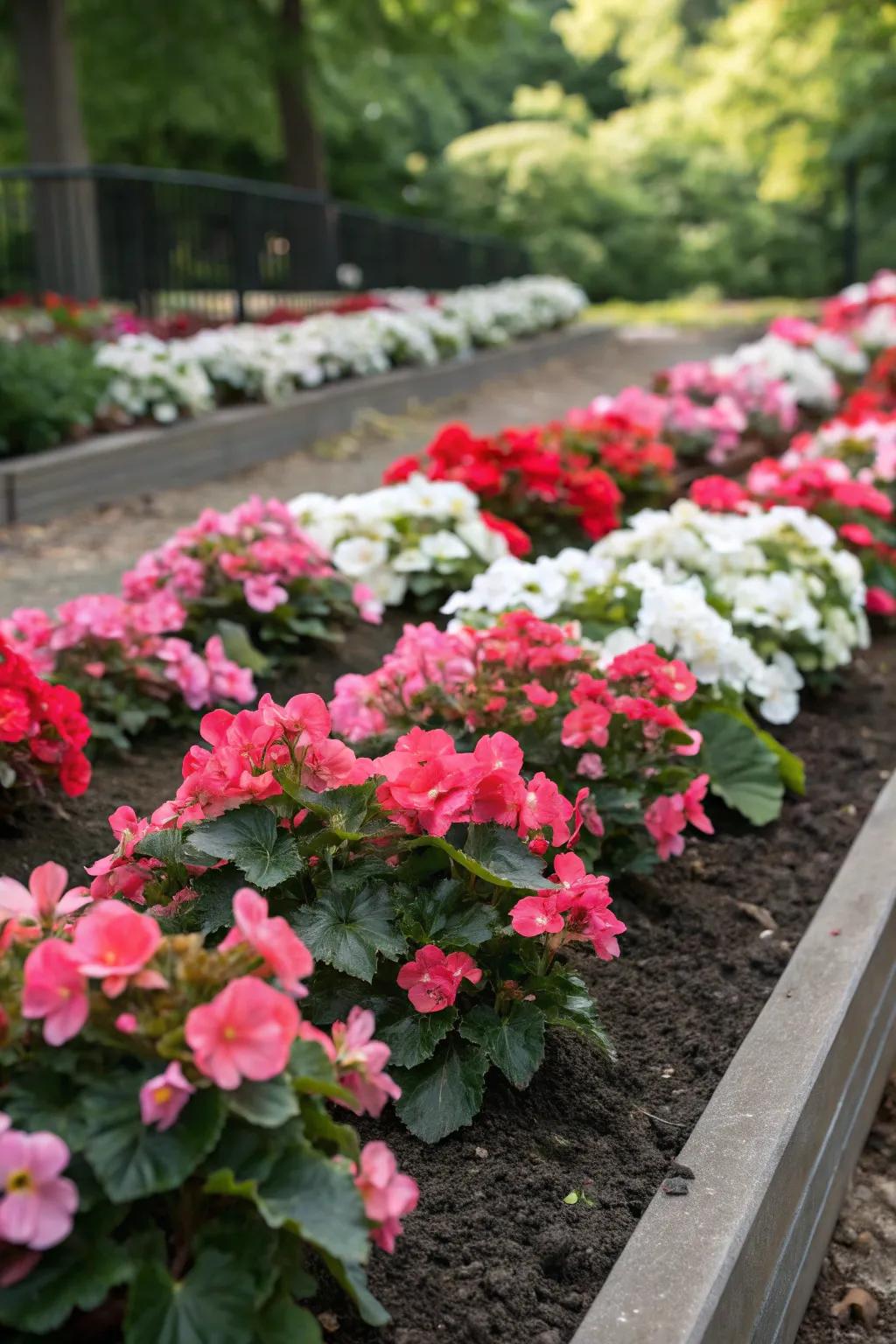 Create a garden masterpiece with colorful begonia patterns.