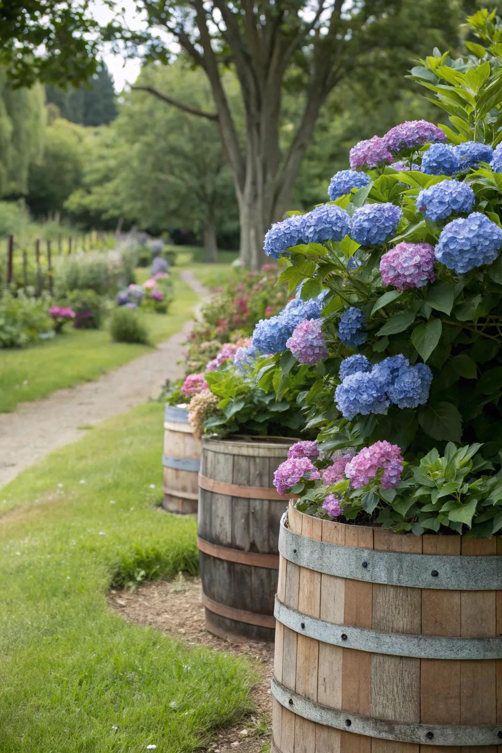 Rustic wooden barrels as charming containers for hydrangeas in a garden setting.