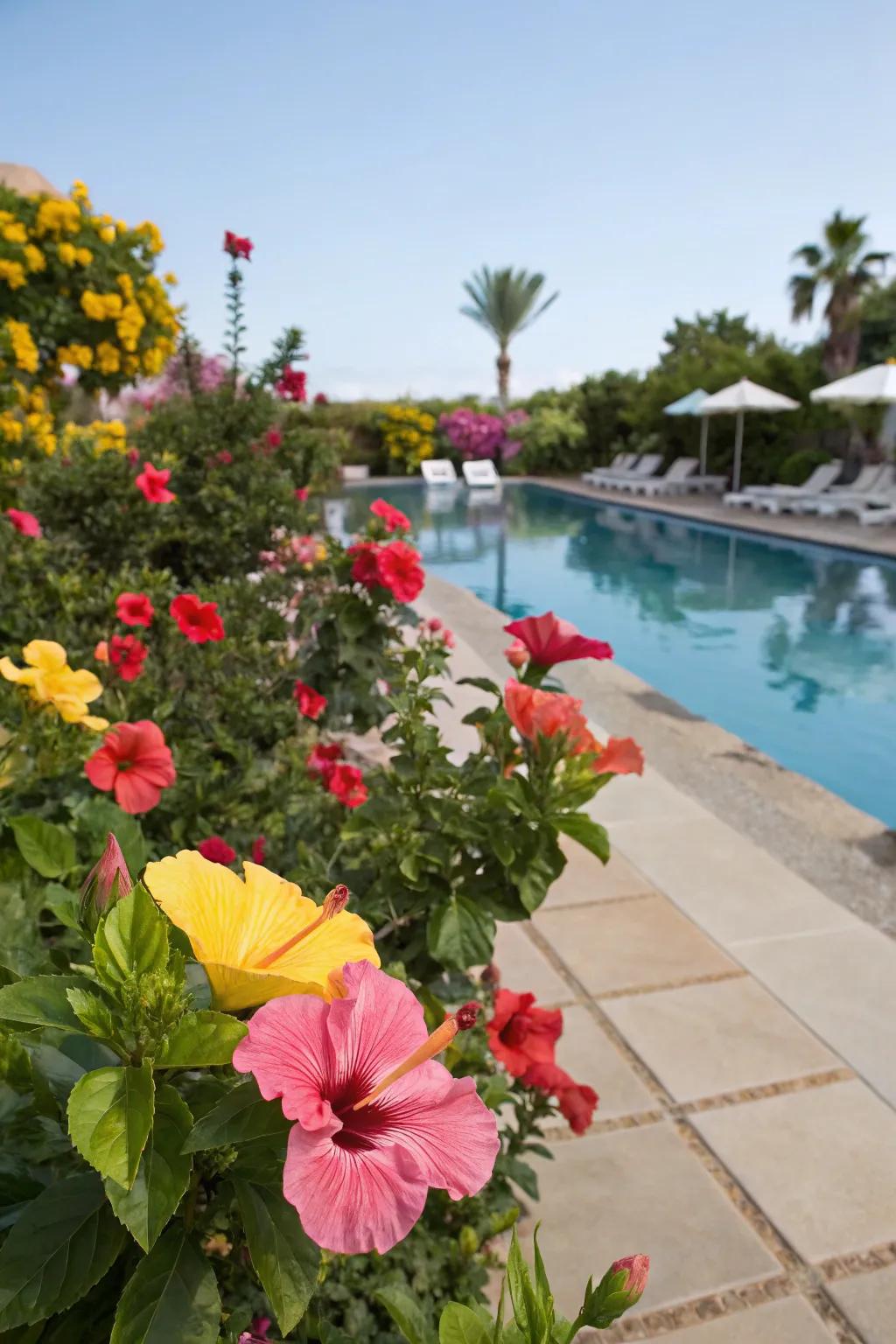 Hibiscus blooms bring vibrant color and life to your poolside.