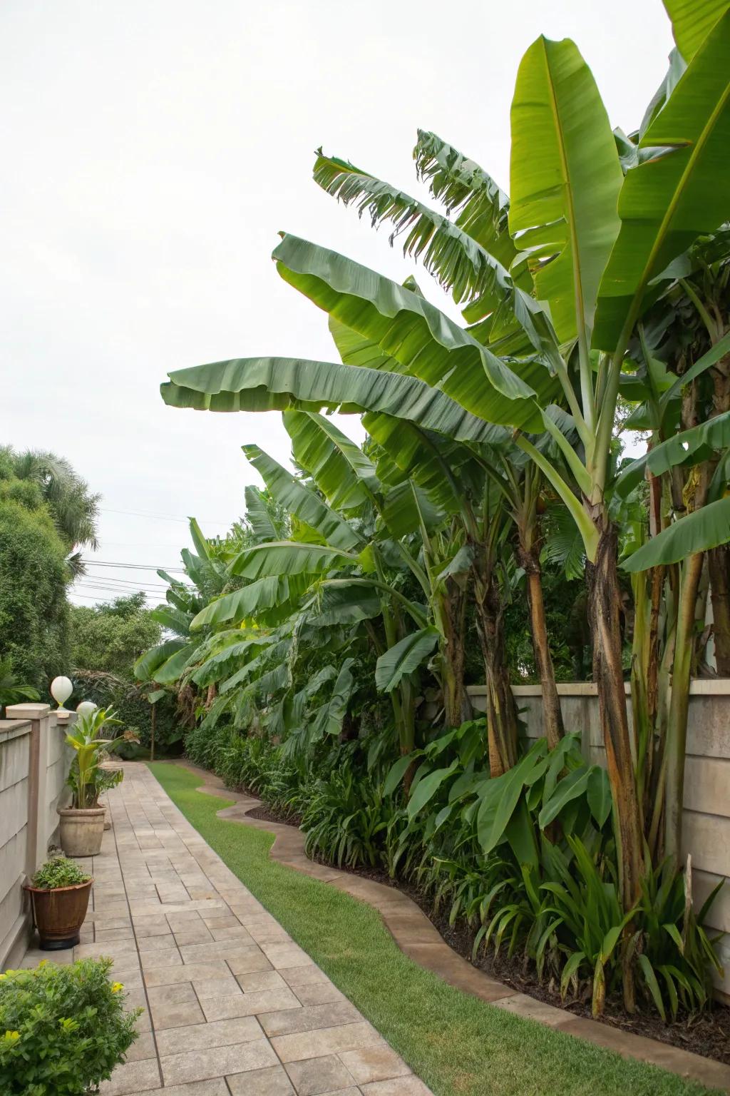 Achieve privacy with a natural screen of banana trees.