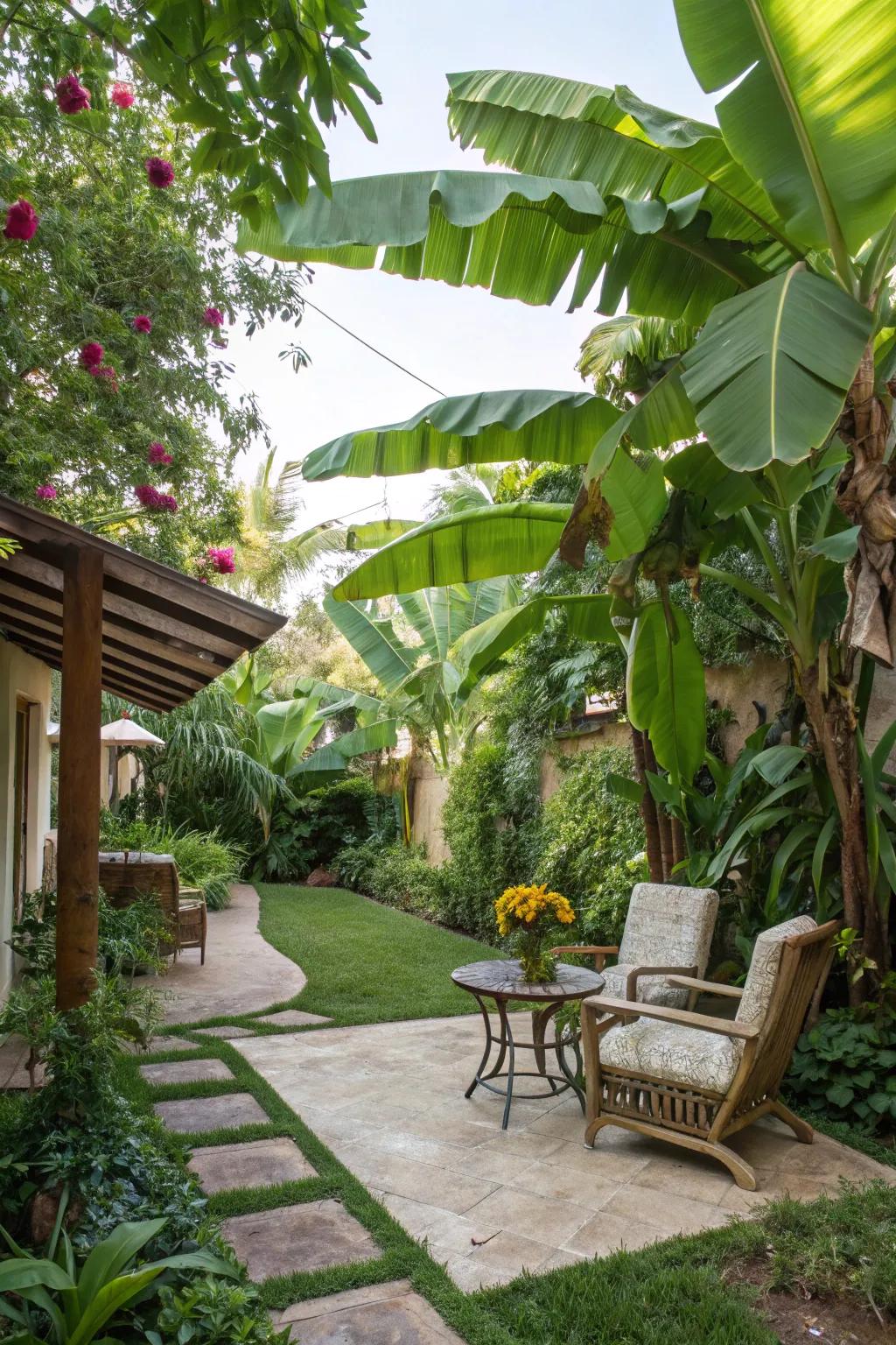 Enhance your patio with the tropical charm of banana trees.