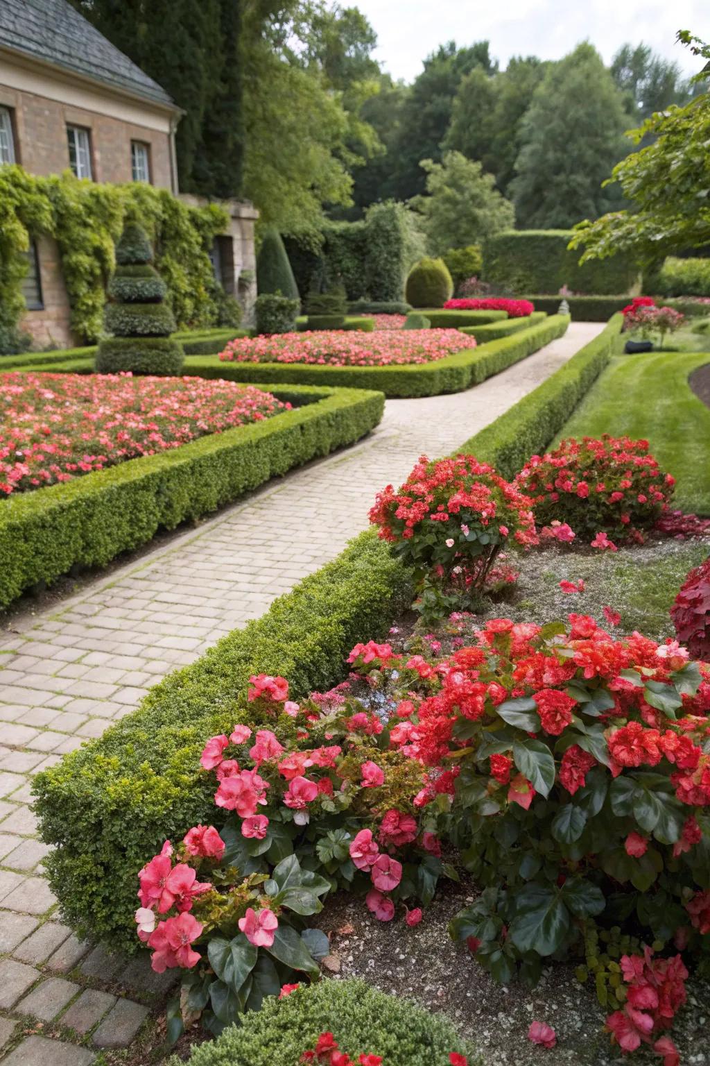 Begonias blend formal and informal garden styles seamlessly.