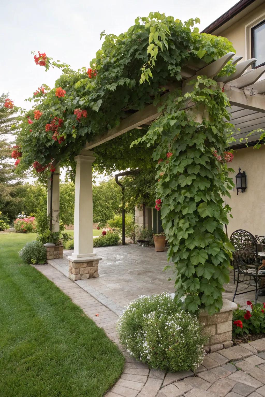 Nature's embrace: a vine-covered pergola.