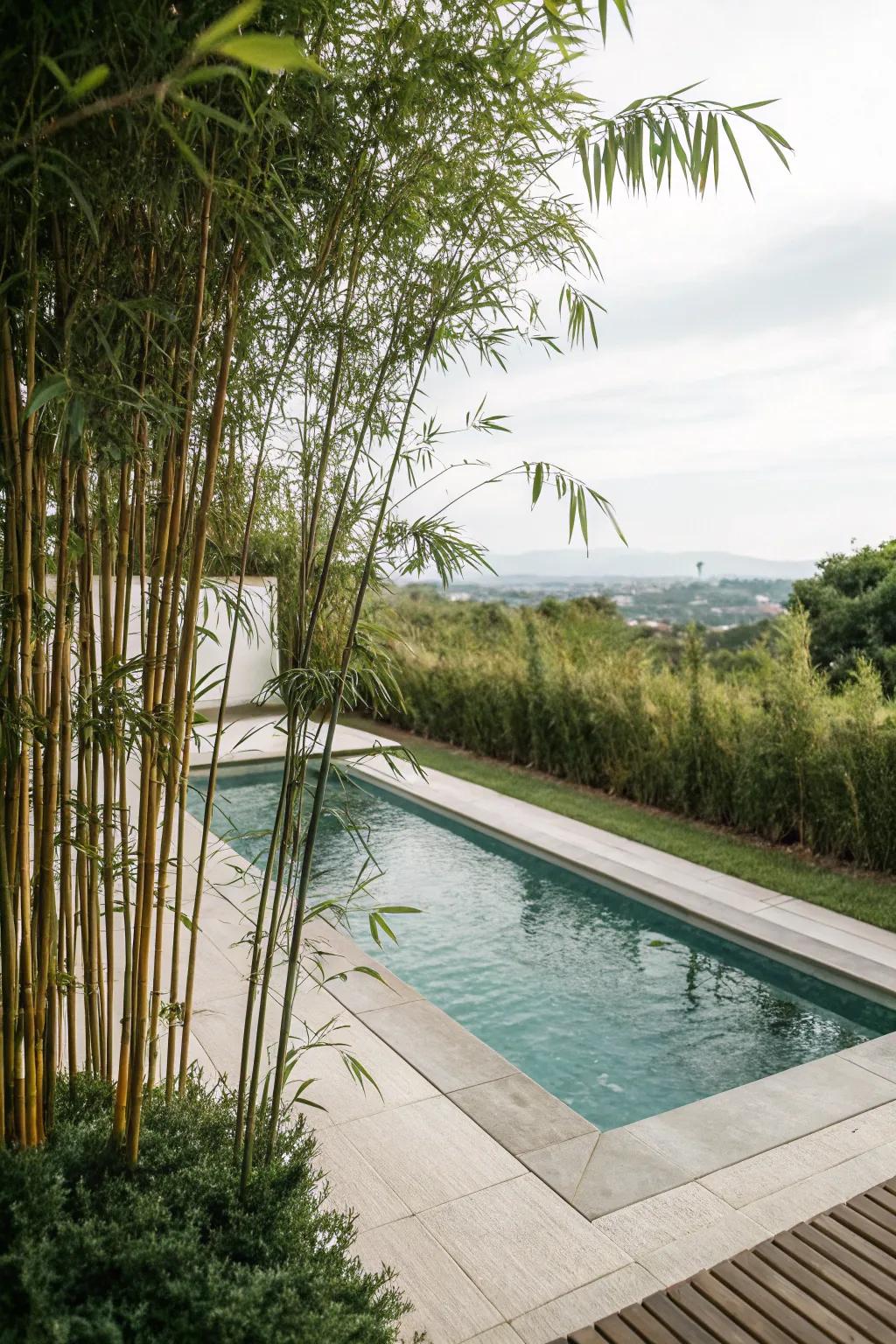 Bamboo provides both beauty and privacy for poolside retreats.