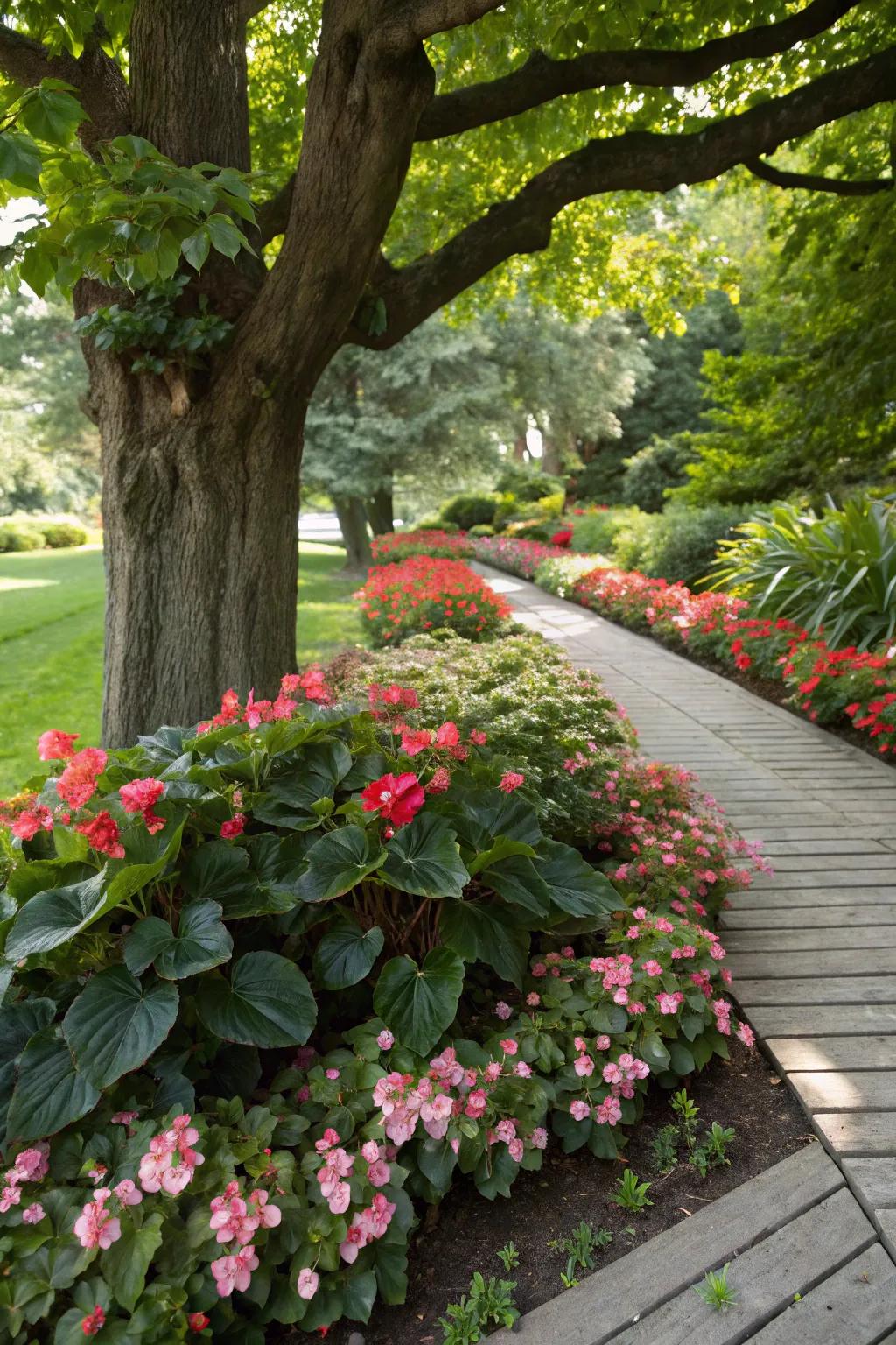 Begonias thrive in partial shade, creating a layered garden look.