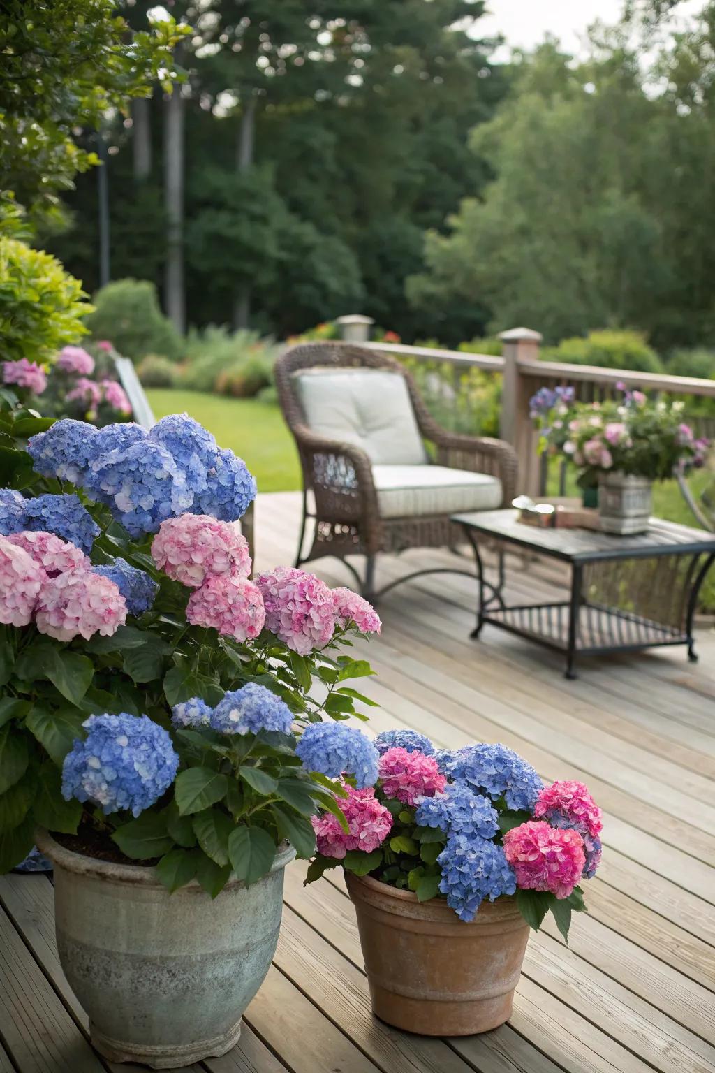 Hydrangeas in pots enhancing the serenity of a wooden deck with seating.