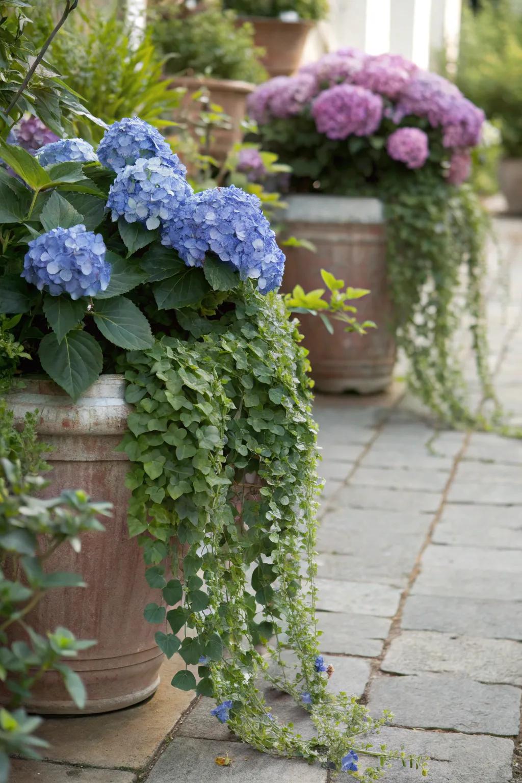 Hydrangeas paired with trailing greenery for a lush mixed pot arrangement.