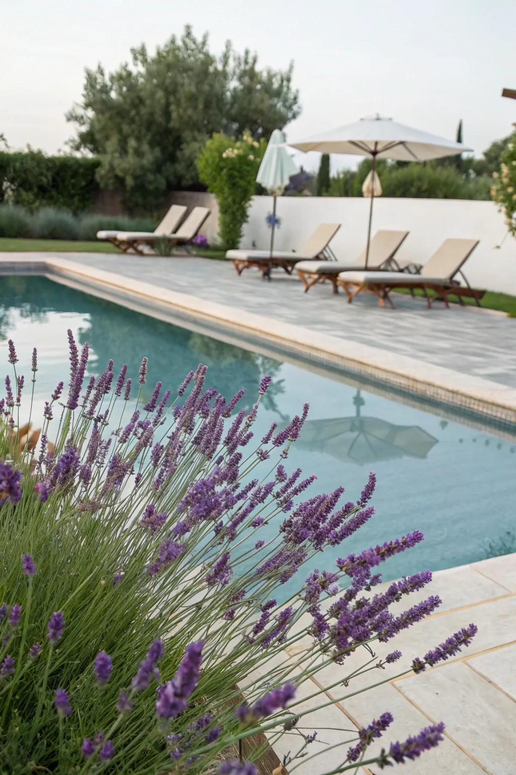 Lavender's fragrance and beauty enhance the poolside experience.