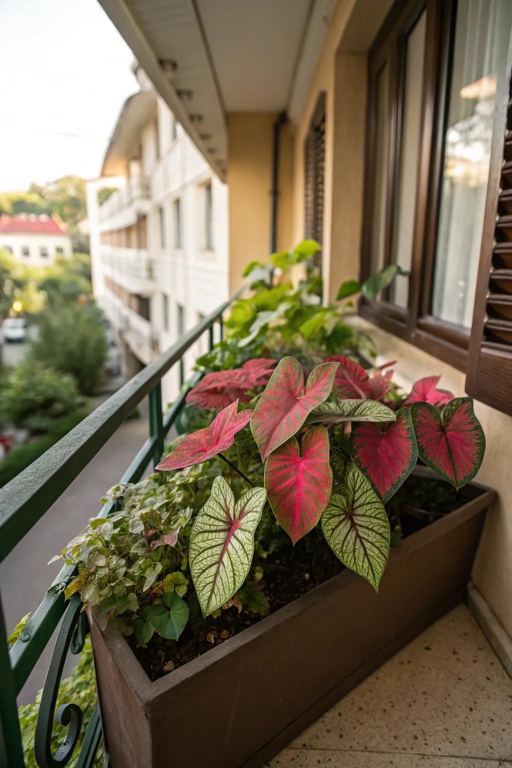 Caladium's bold patterns bring a tropical flair to shaded areas.