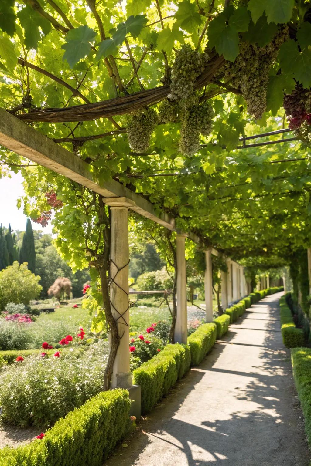 A grapevine-covered arbor offering a cool garden retreat.