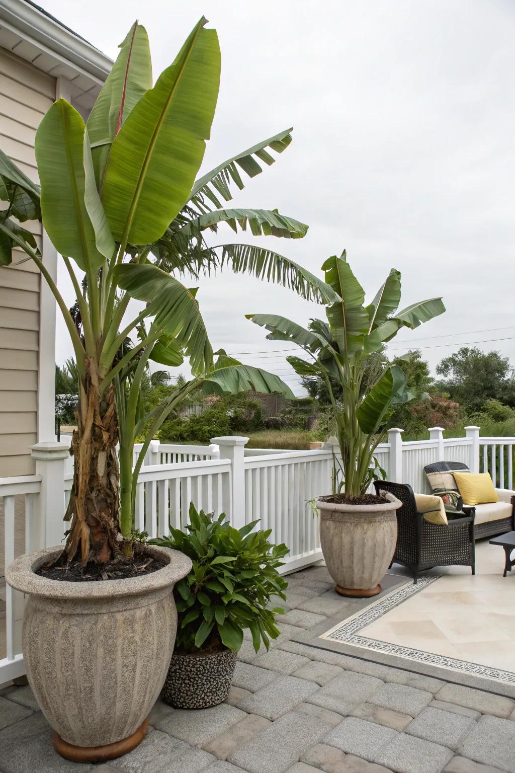 Embrace flexibility with banana trees in decorative containers.