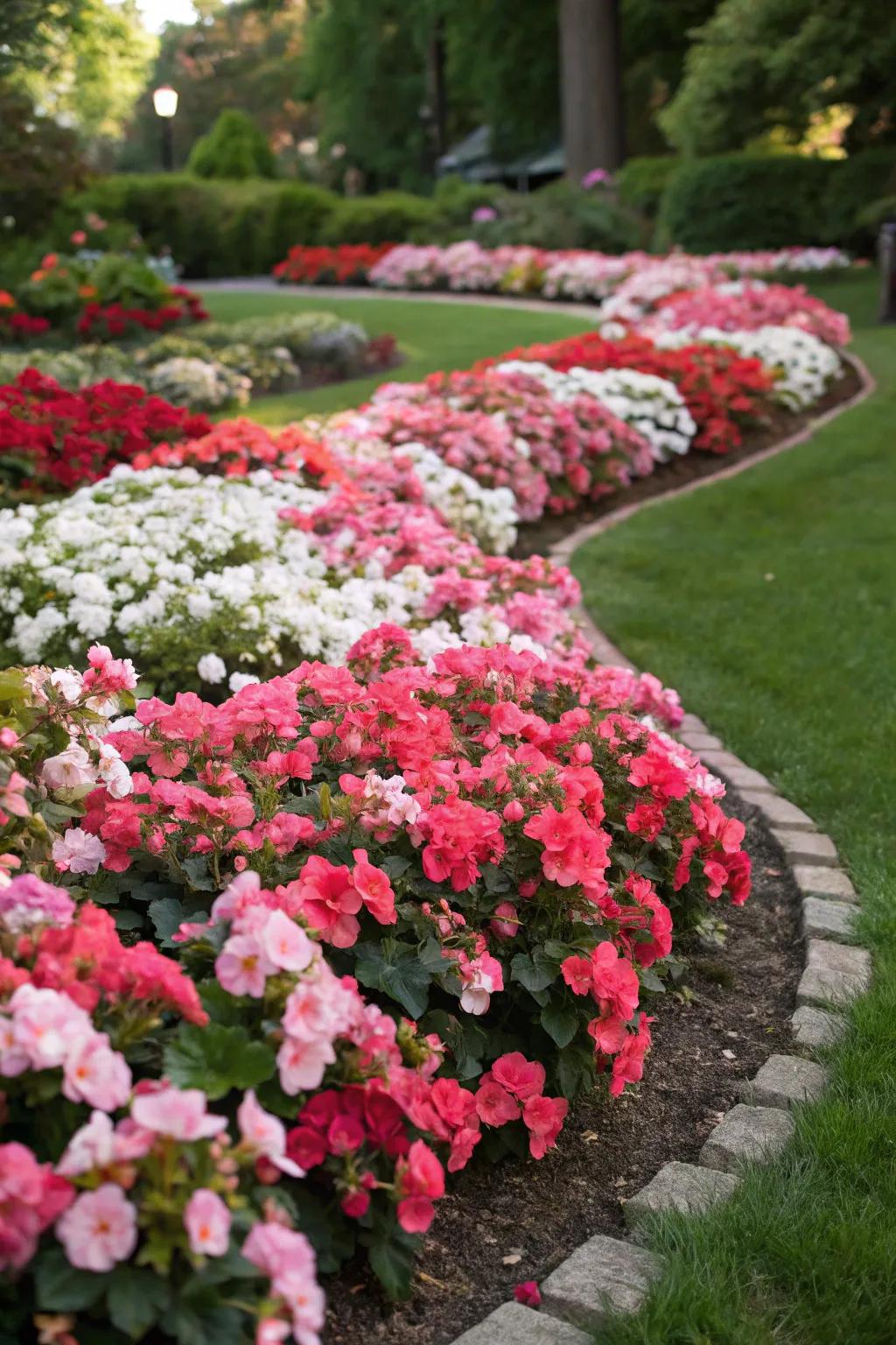 Begonias make an excellent colorful ground cover.