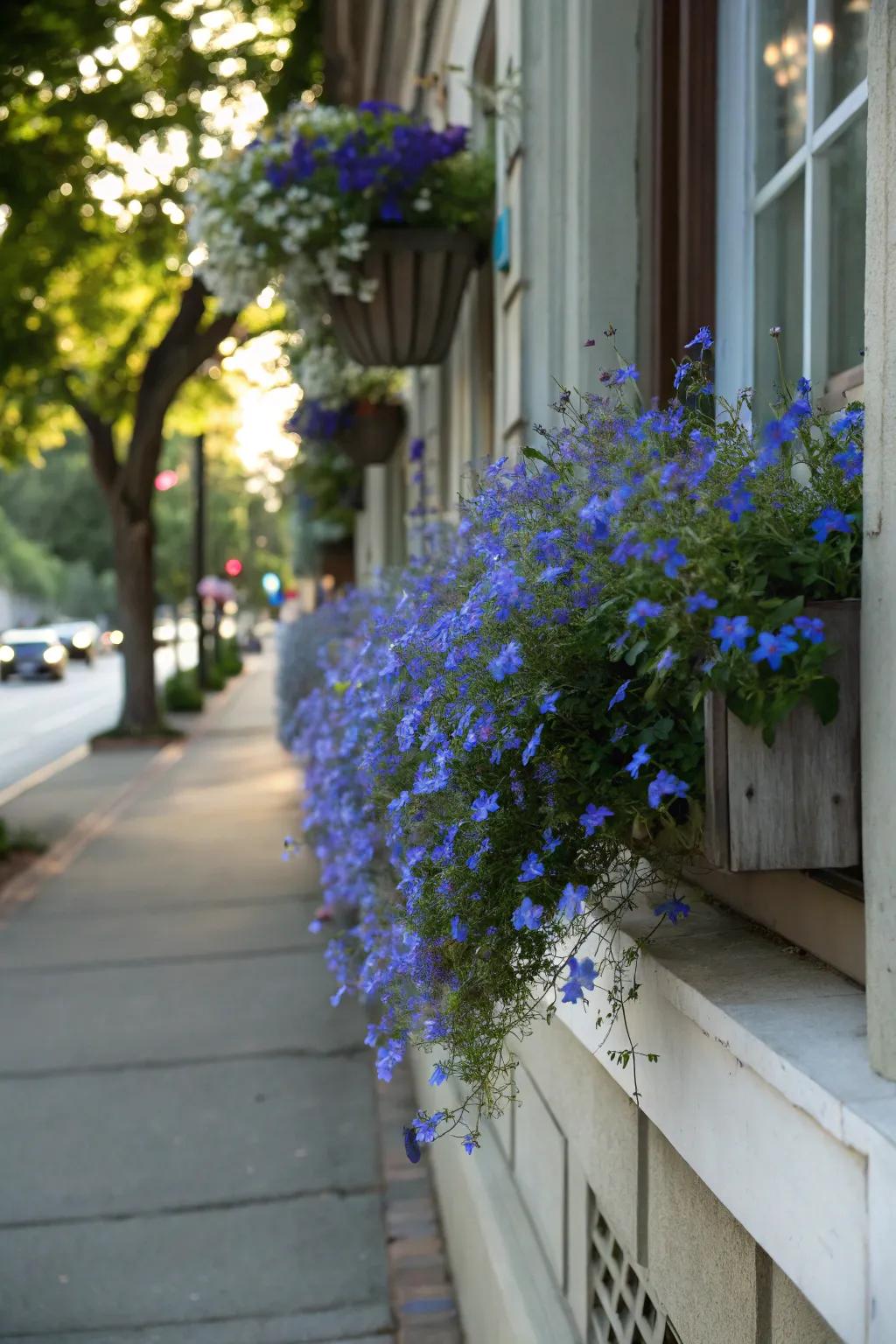 Lobelia's blue blooms add a soothing touch to any window box.